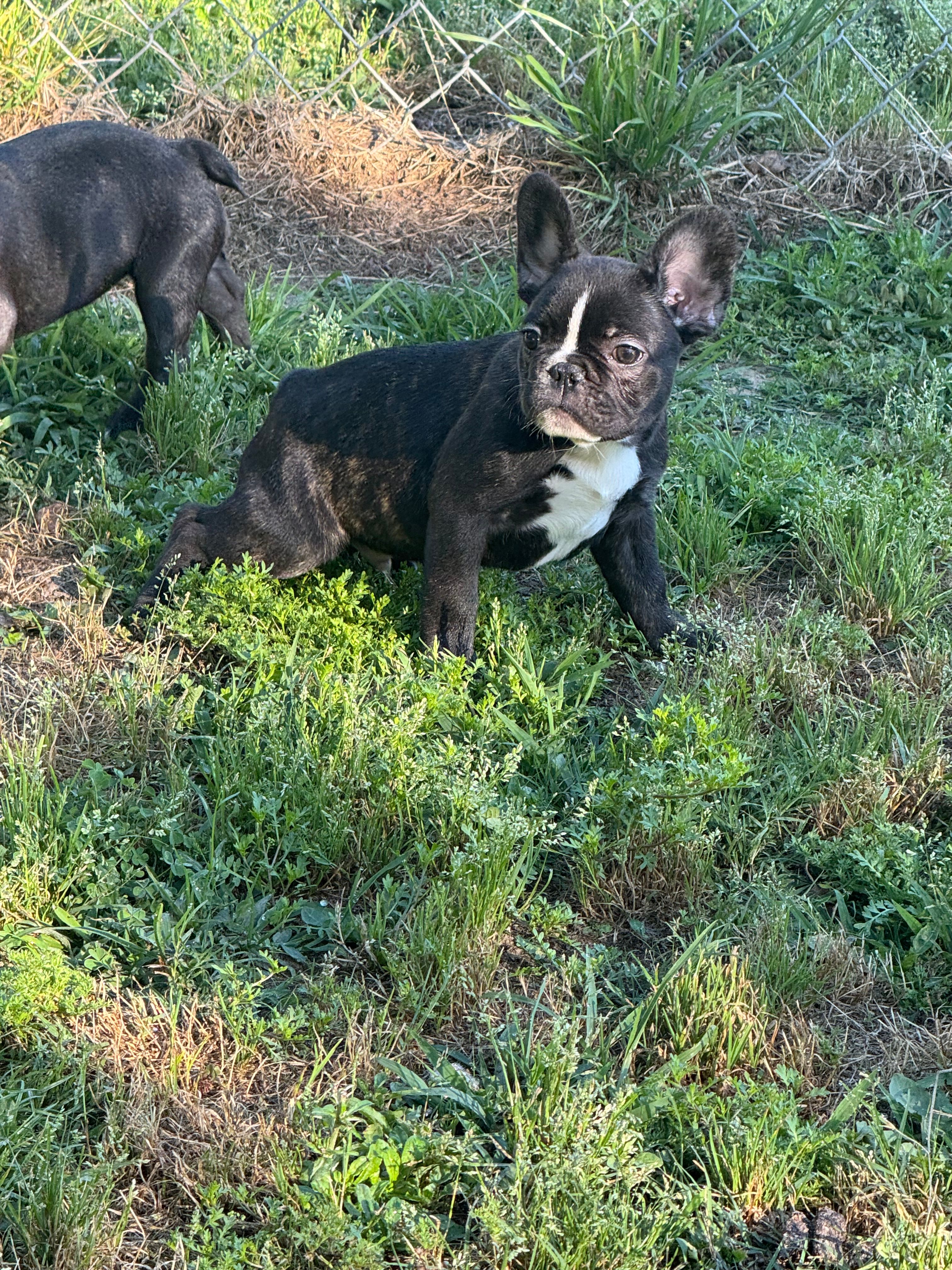 Spot  – French Bulldog puppy for sale in Mullins, SC