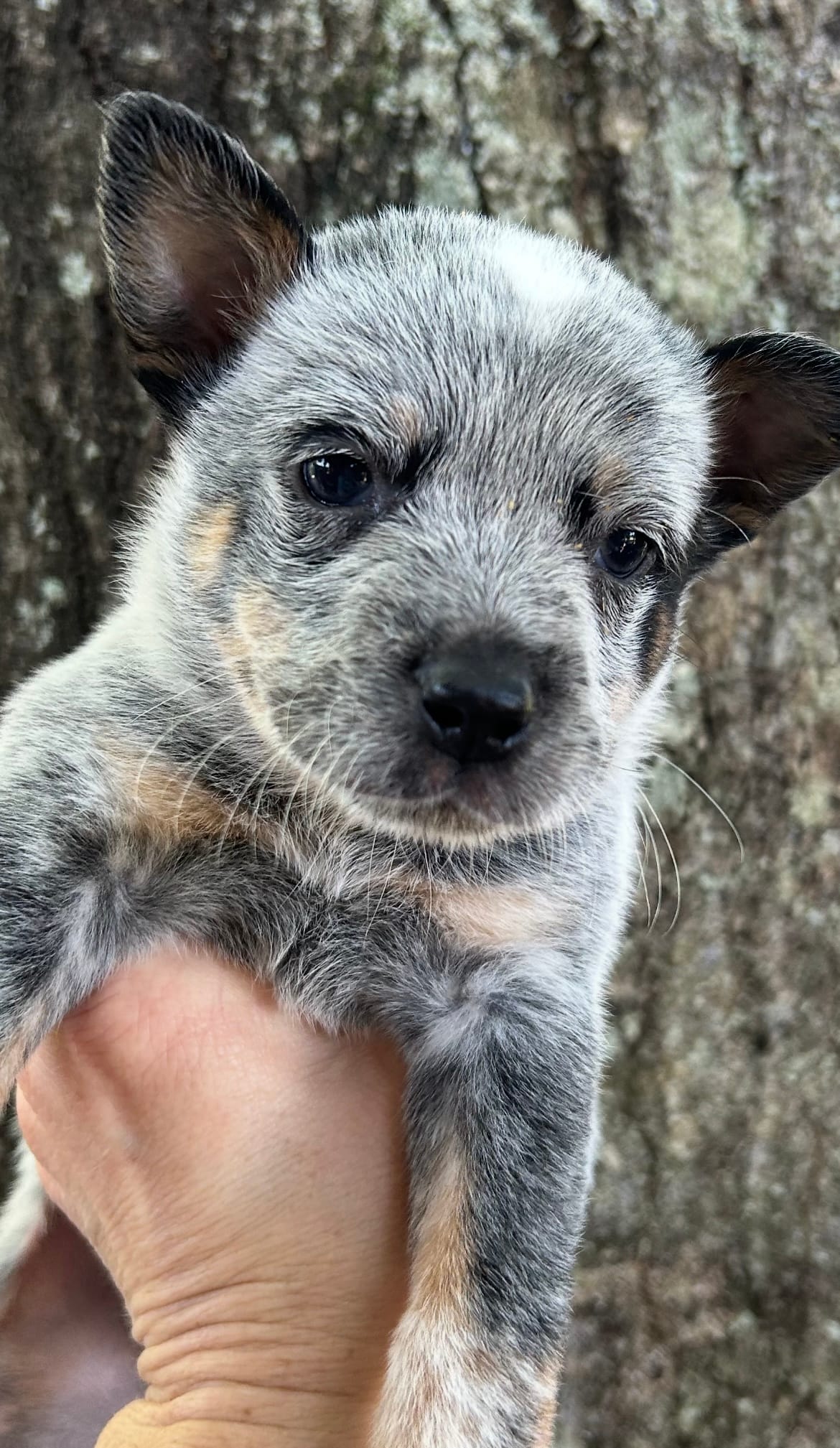 Hank – Australian Cattle Dog puppy for sale in Mobile, AL