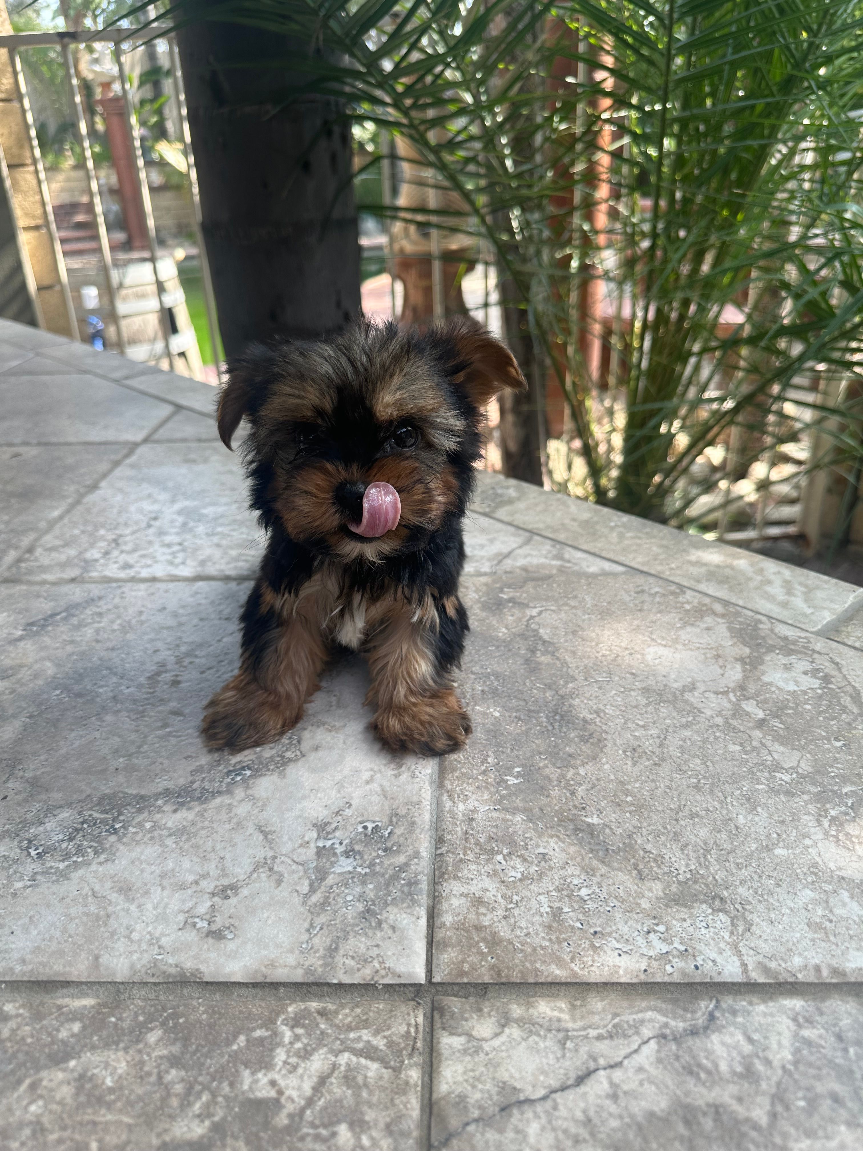 Toy Yorkie  – Yorkshire Terrier puppy for sale in Riverside, CA
