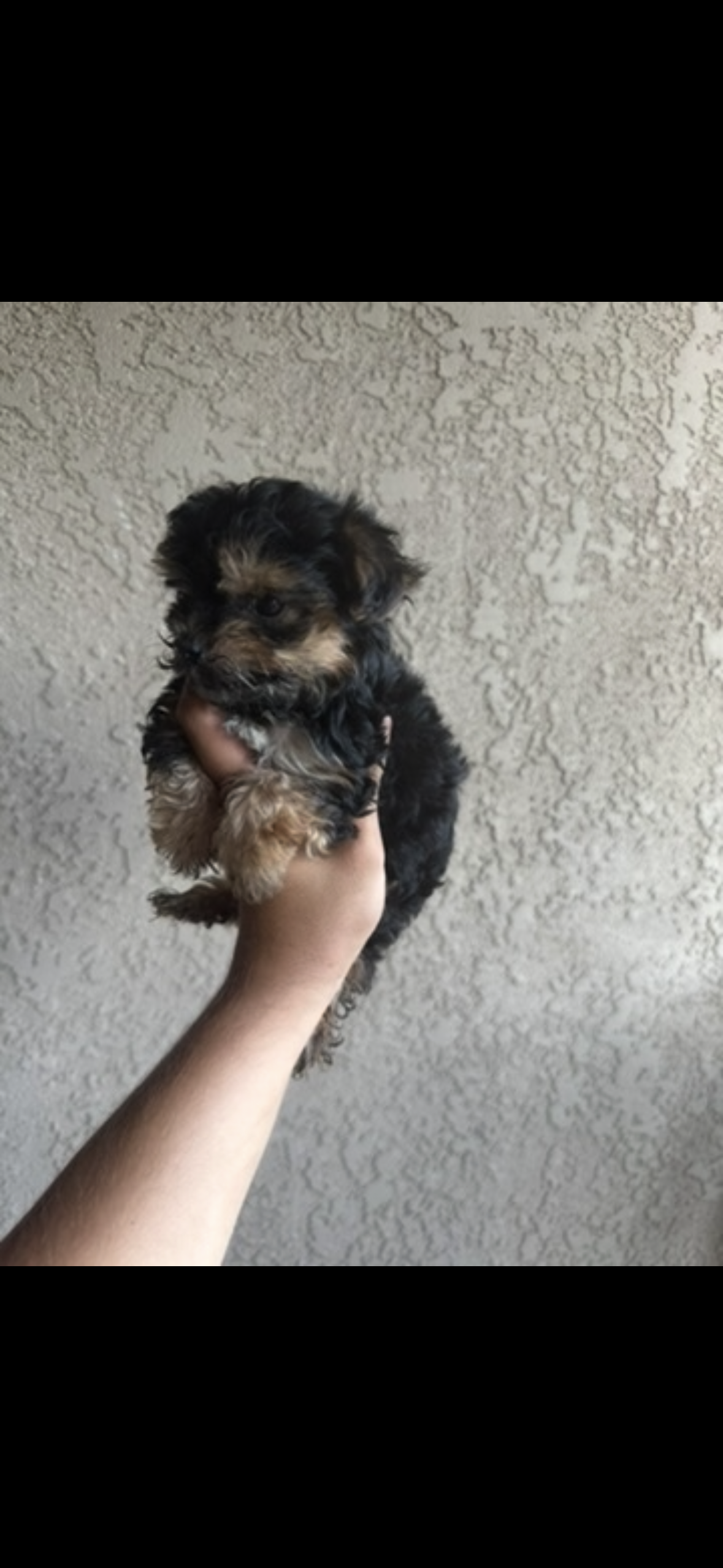 Yorkie male  – Yorkshire Terrier puppy for sale in Riverside, CA