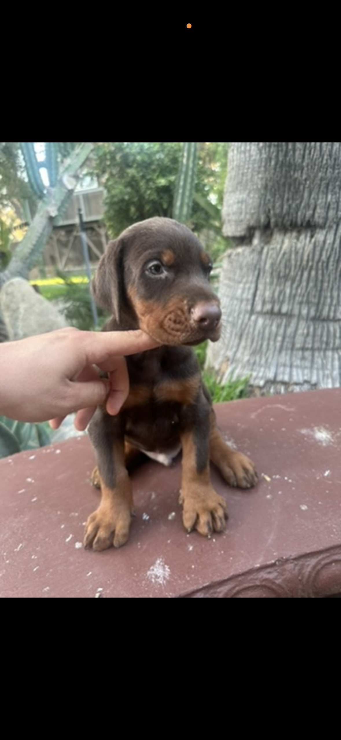 Akc European Doberman  – Doberman Pinscher puppy for sale in Riverside, CA
