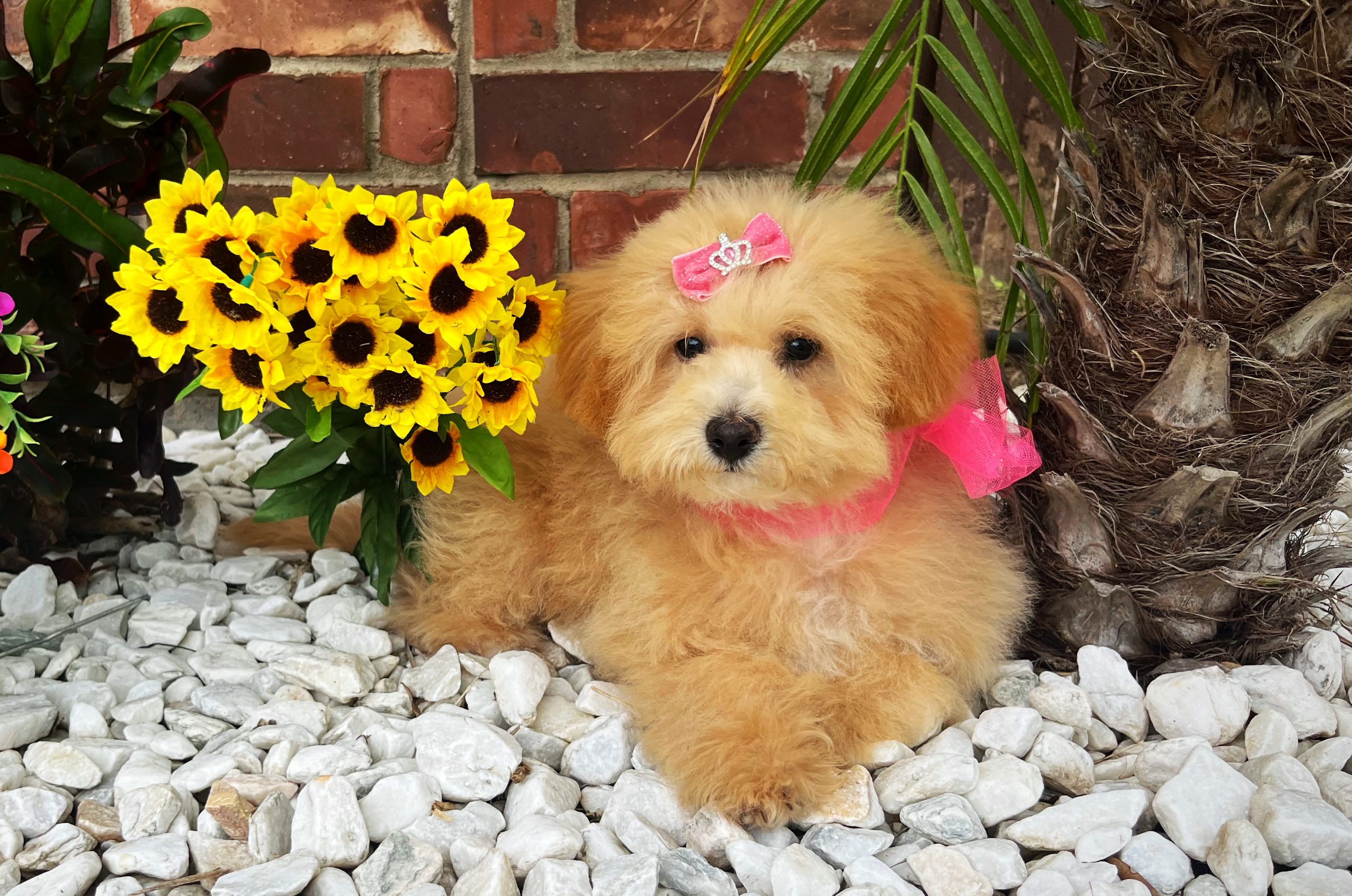 Aurora – Maltipoo puppy for sale in Houston, TX