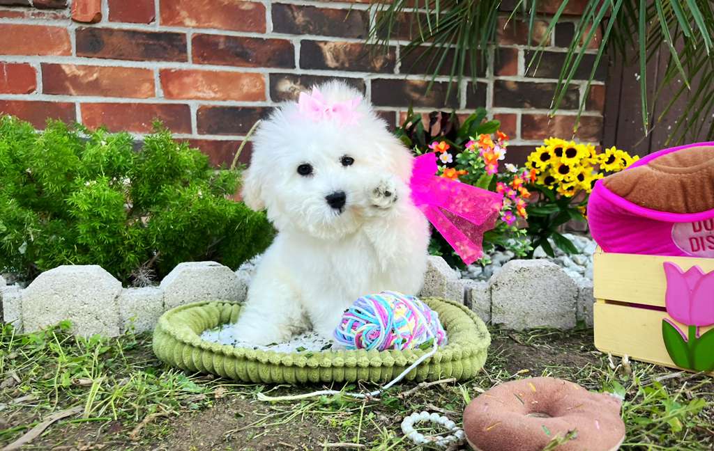 Princess – Maltese puppy for sale in Houston, TX