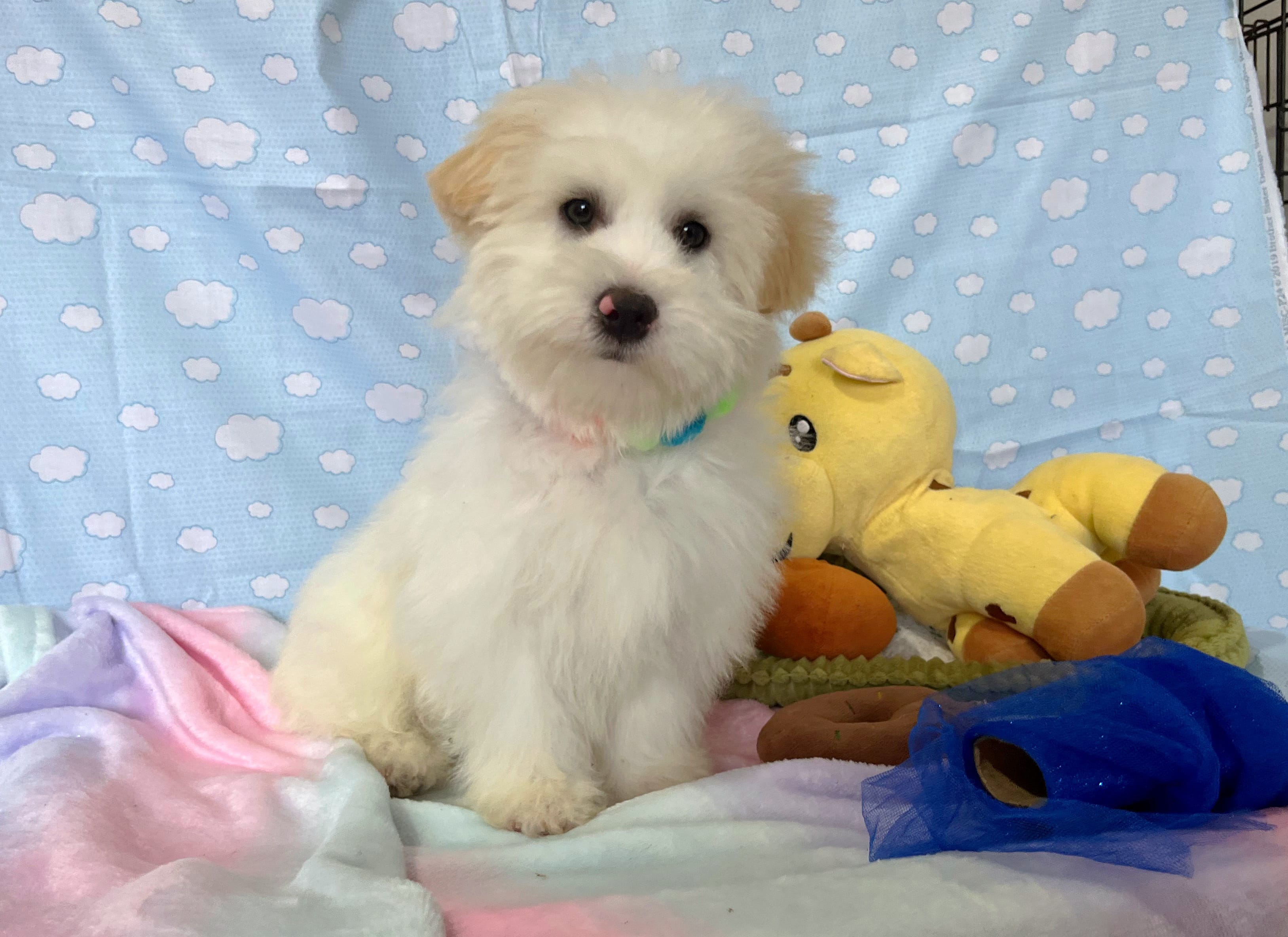 Luke – Maltipoo puppy for sale in Houston, TX