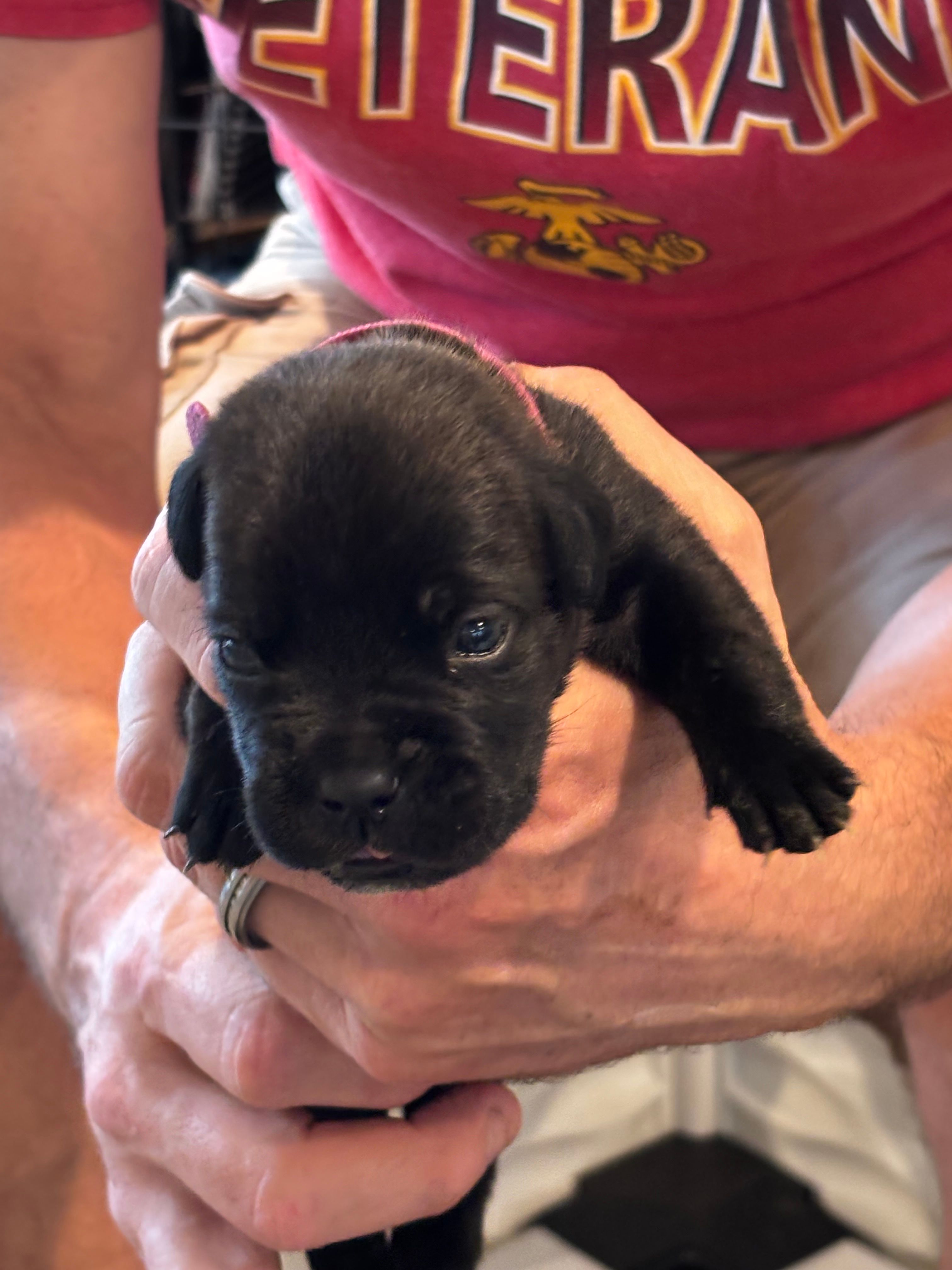 Cane Corso - Dark Pink Collar Black Brindle – Cane Corso puppy for sale in Reevesville, SC