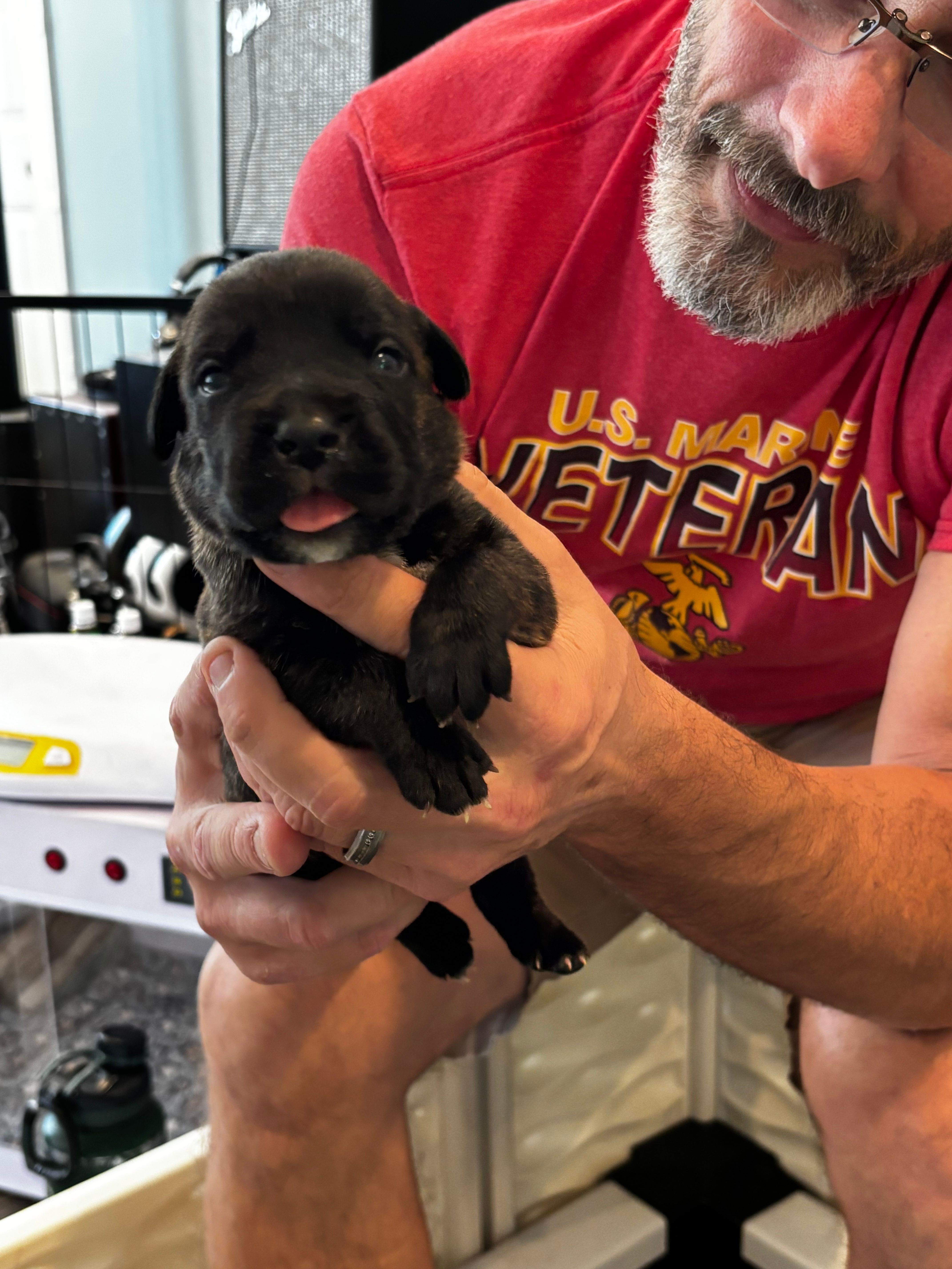 Cane Corso - Light Blue Collar Black Brindle – Cane Corso puppy for sale in Reevesville, SC