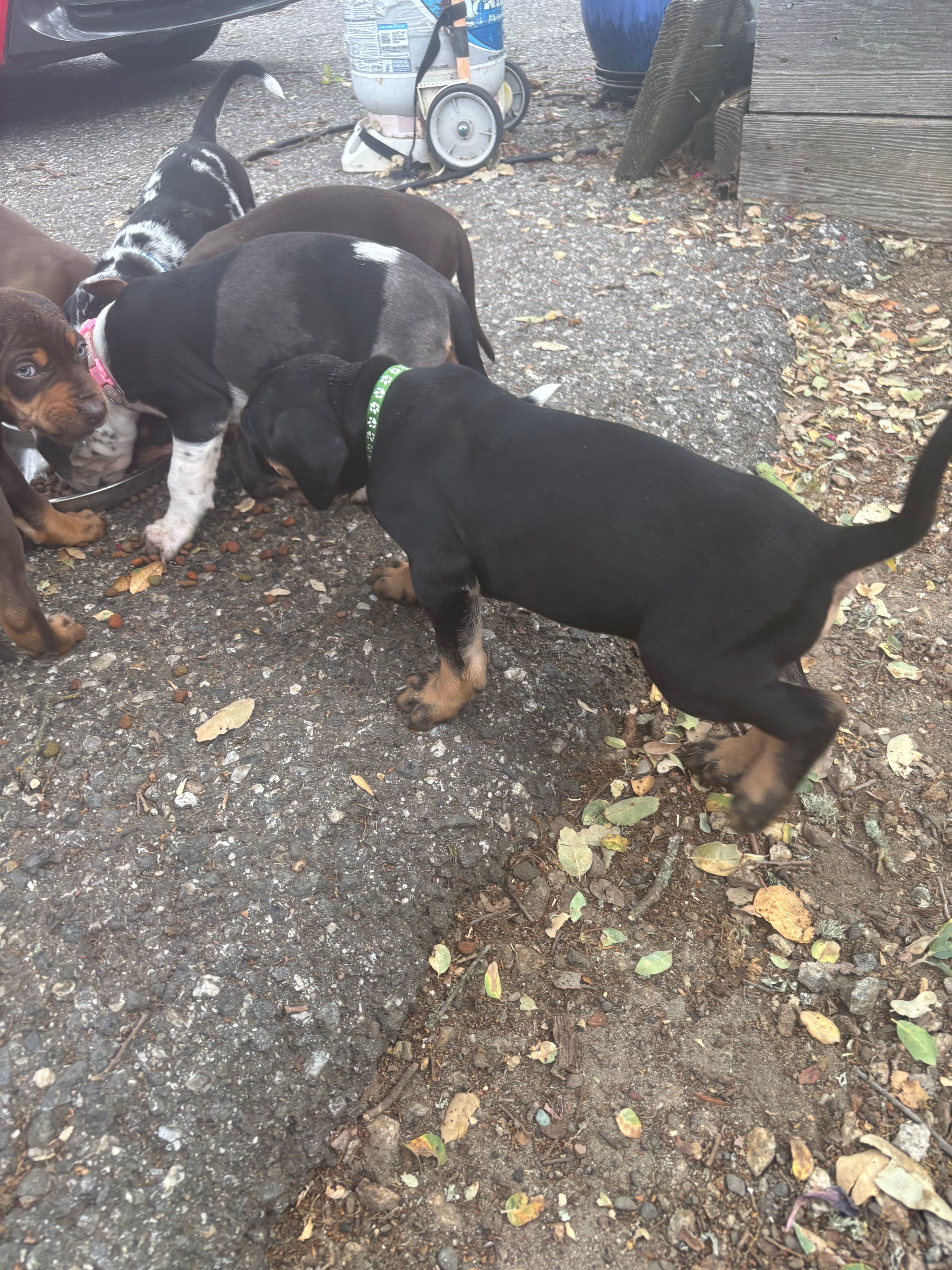 Green collar  – Catahoula Leopard Dog puppy for sale in Hollister, CA