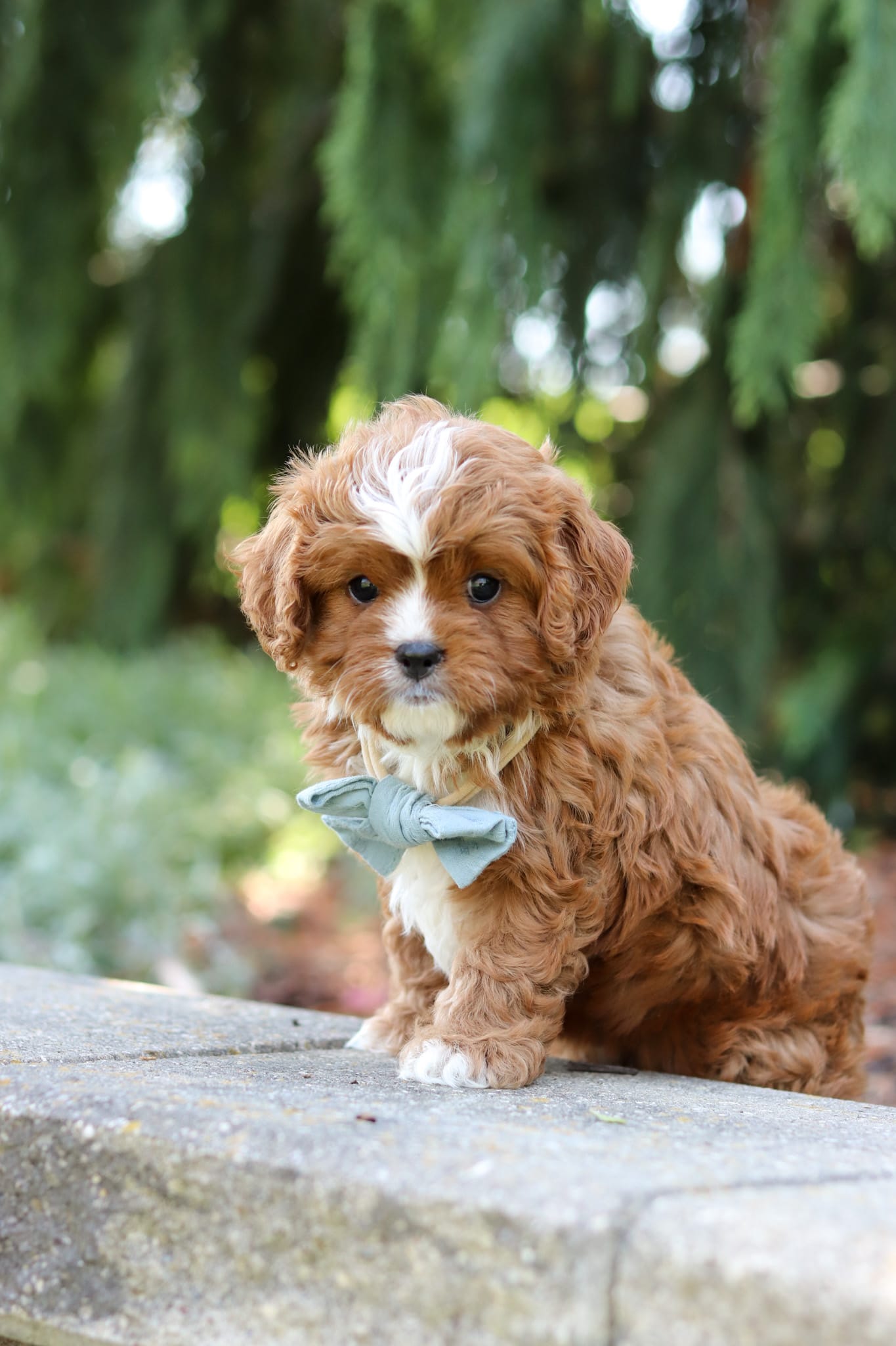 Theodore – Cavapoo puppy for sale in Dundee, OH