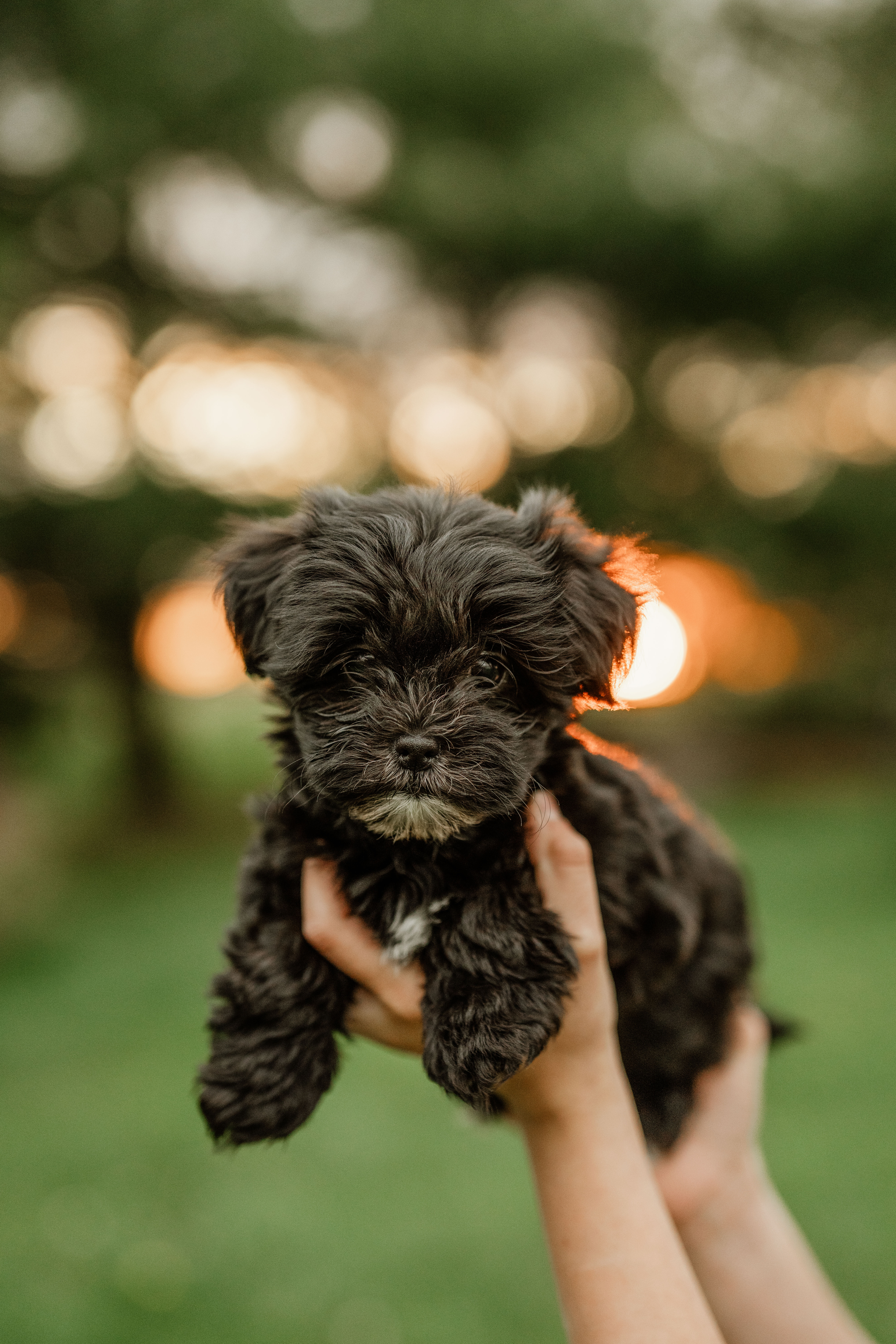 Coffee  – Shichon puppy for sale in Richland Center, WI