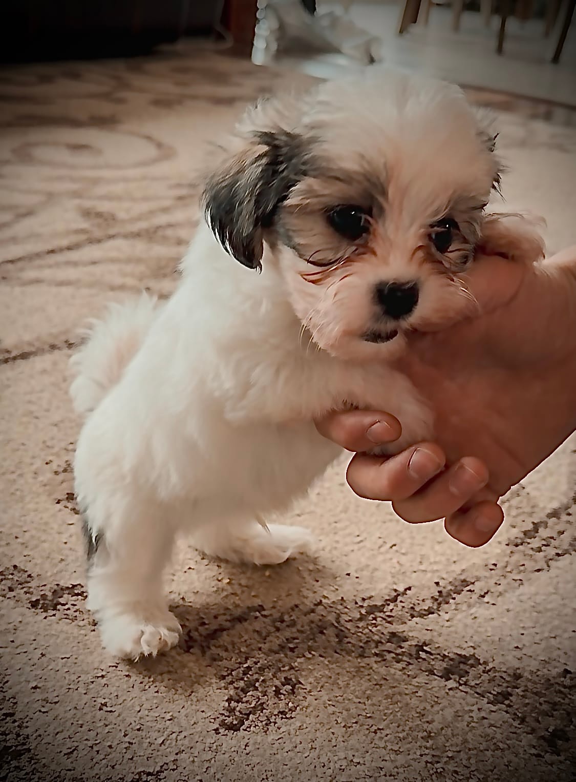 Button – Shichon puppy for sale in Richland Center, WI