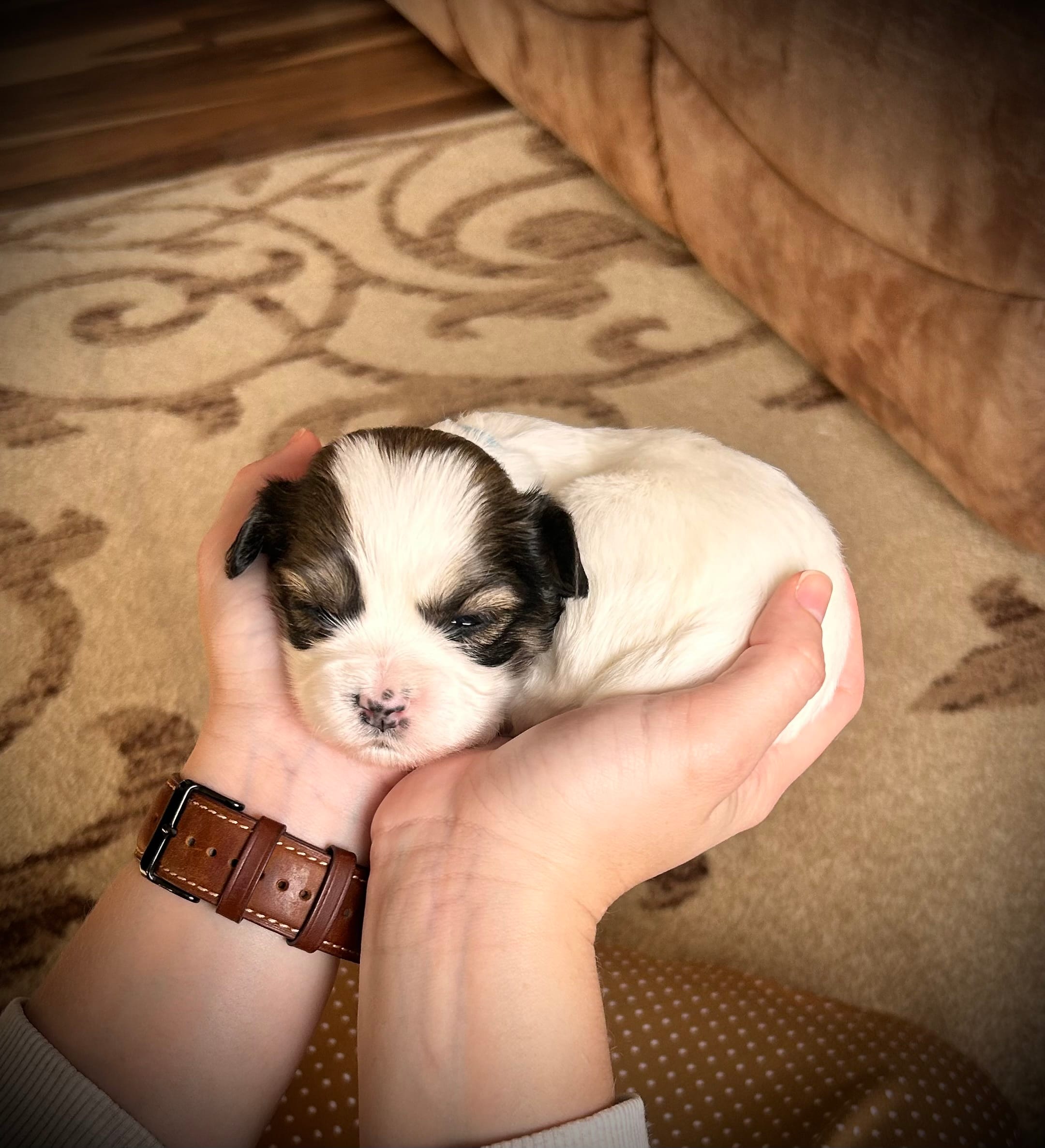 Bruno – Shichon puppy for sale in Richland Center, WI