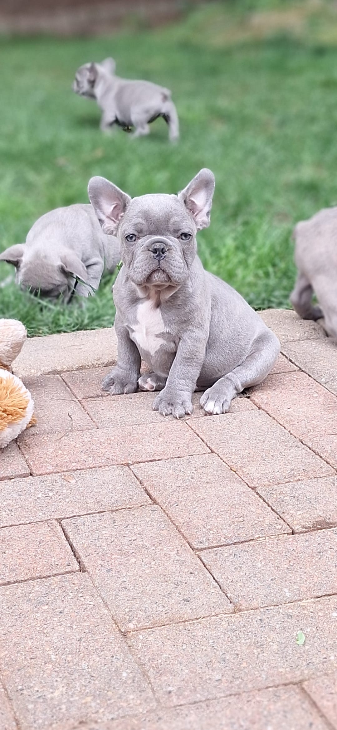 Little Joe AKC – French Bulldog puppy for sale in Williamsburg, VA