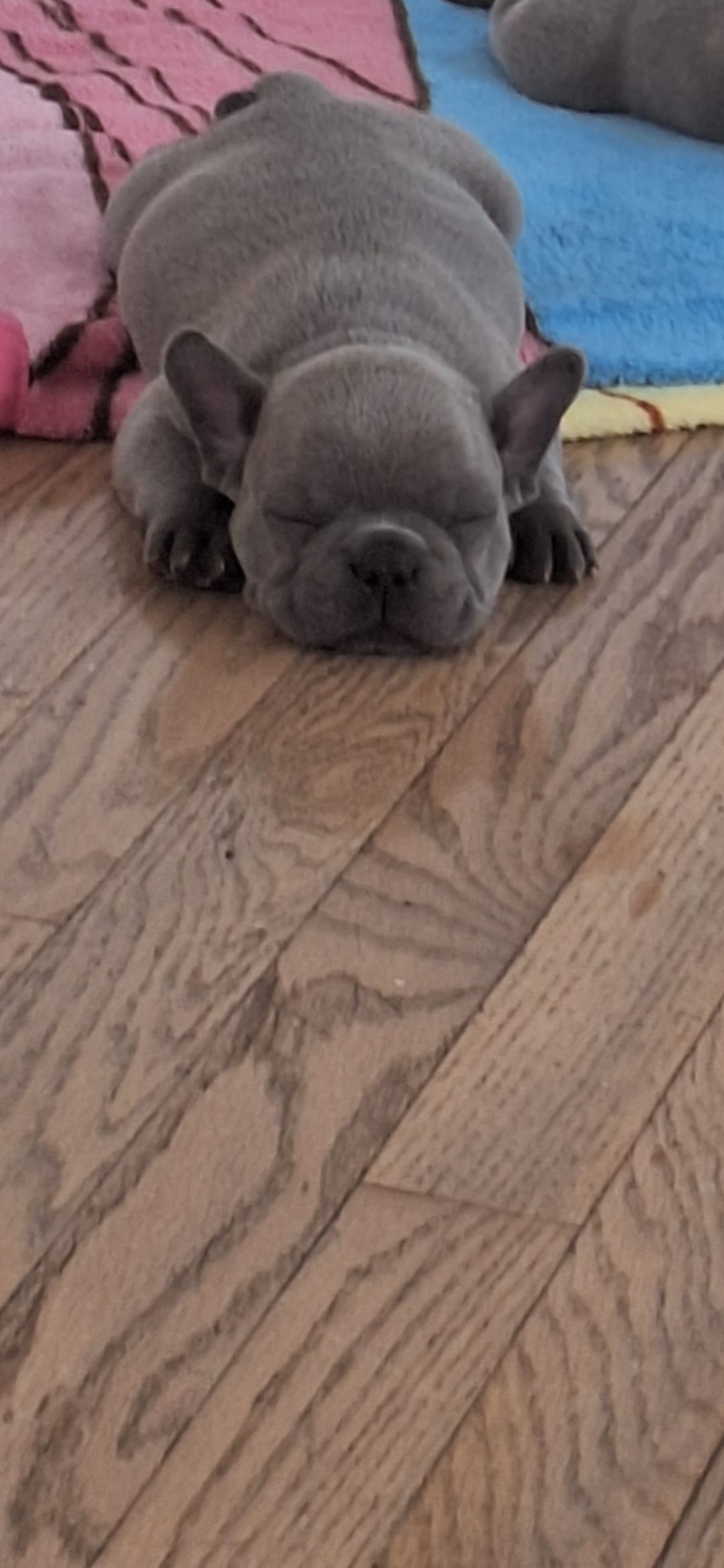 Little Joe AKC – French Bulldog puppy for sale in Williamsburg, VA