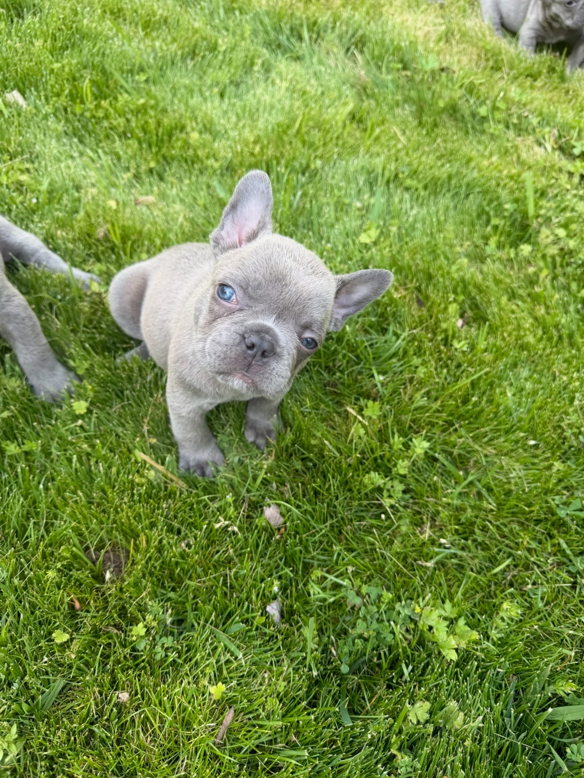 Fred AKC – French Bulldog puppy for sale in Williamsburg, VA
