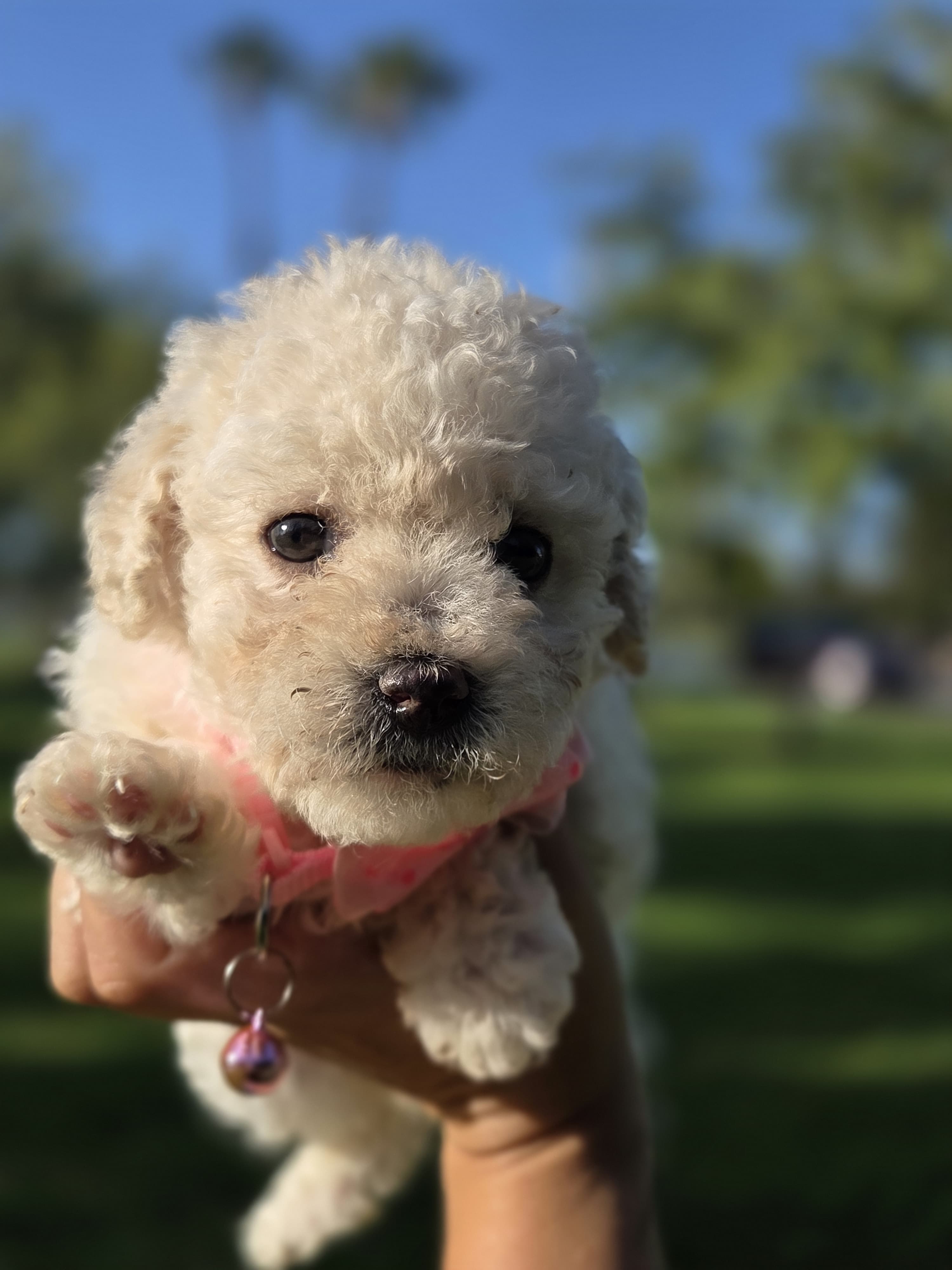 Candy – Maltipoo puppy for sale in Santa Ana, CA
