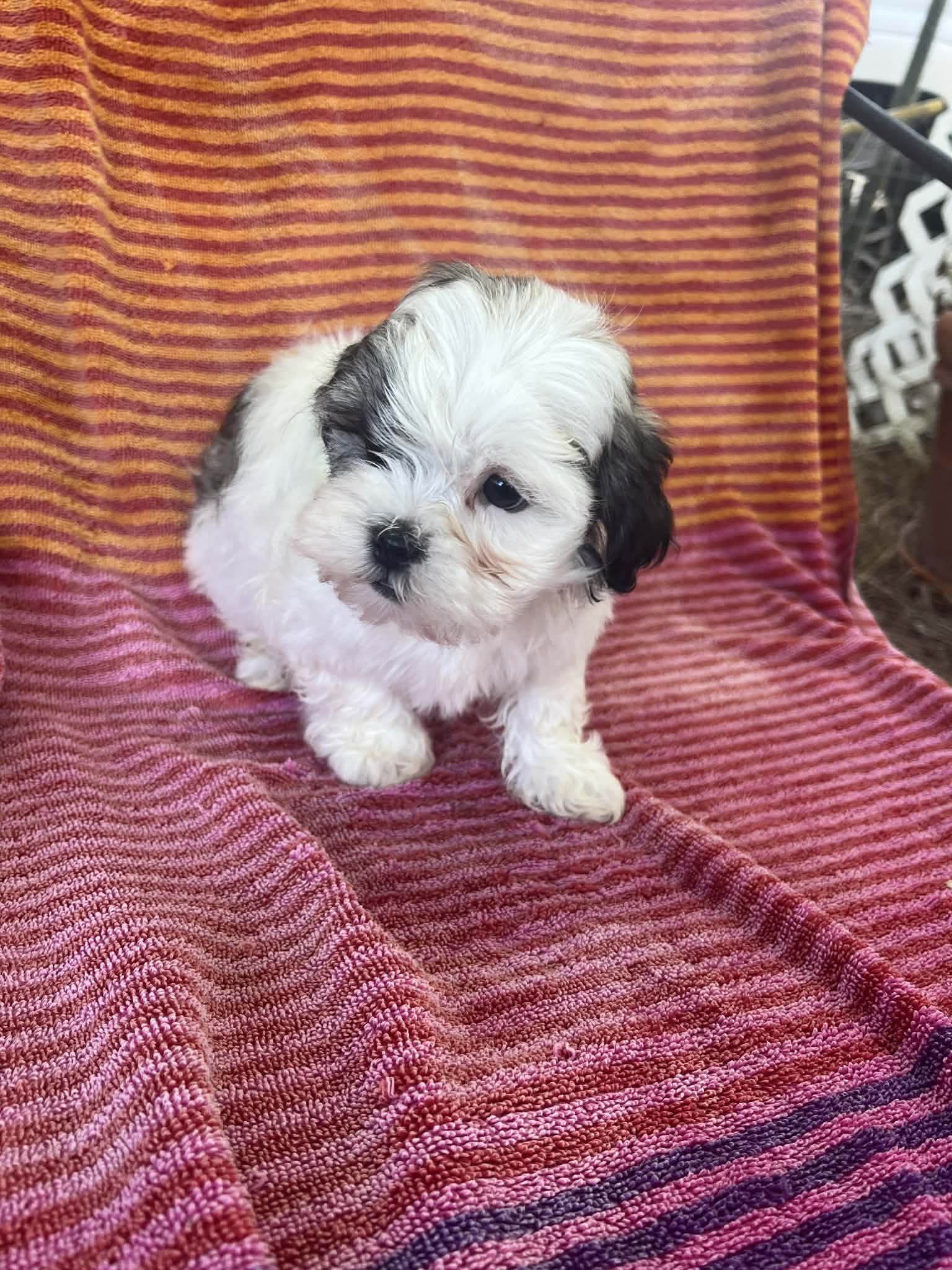 Honey  – Shih Tzu puppy for sale in Santa Ana, CA