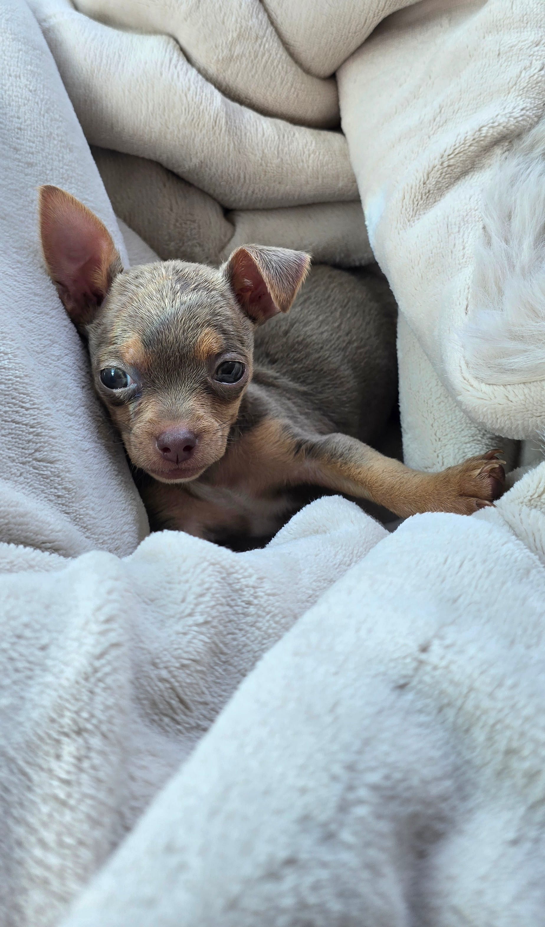 Lilac king – Chihuahua puppy for sale in Santa Ana, CA