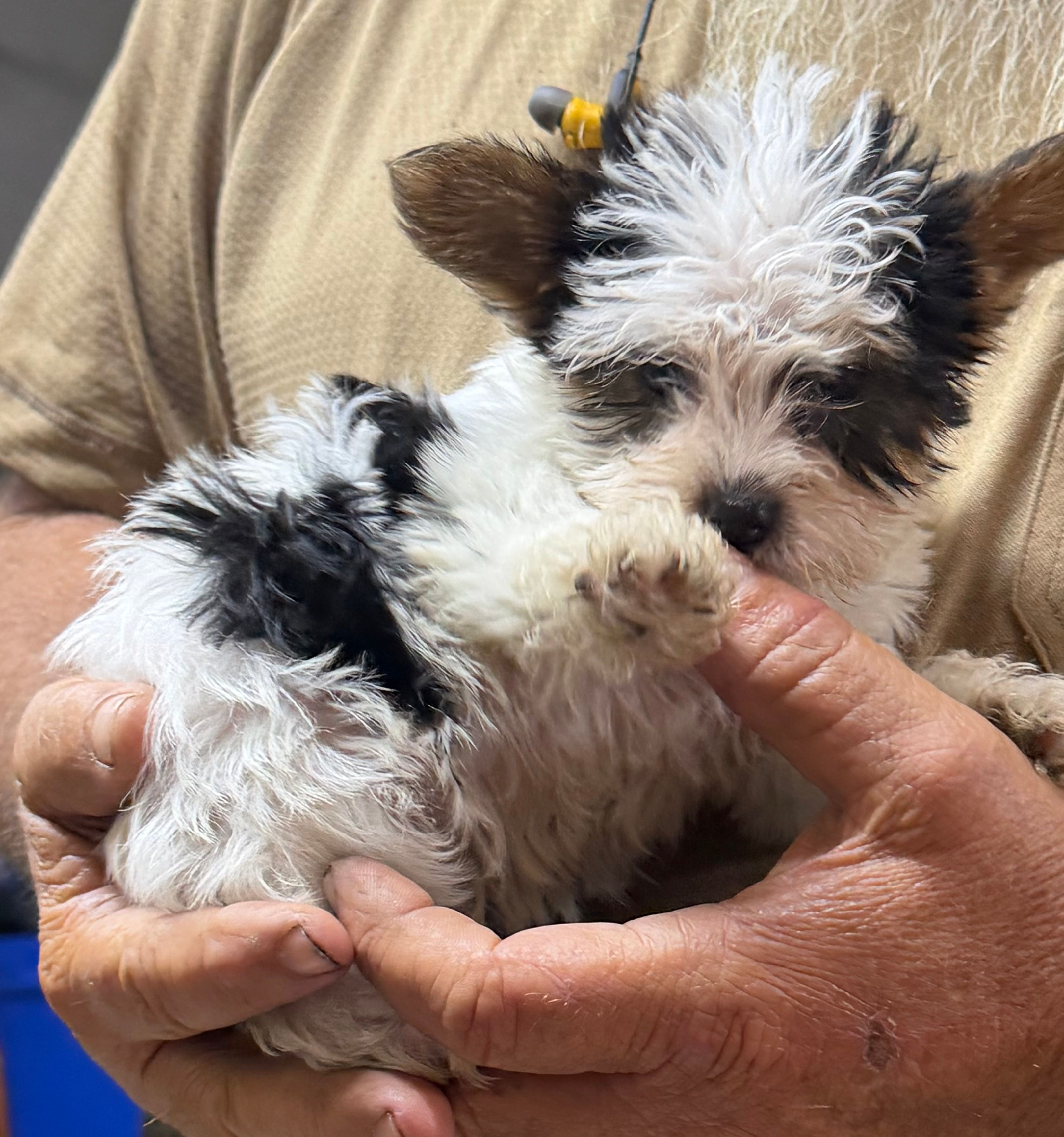 Dolly – Yorkshire Terrier puppy for sale in Lumberton, MS