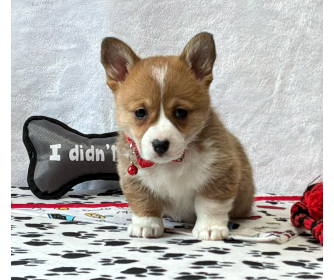 Gordie – Pembroke Welsh Corgi puppy for sale in Mansfield, MO
