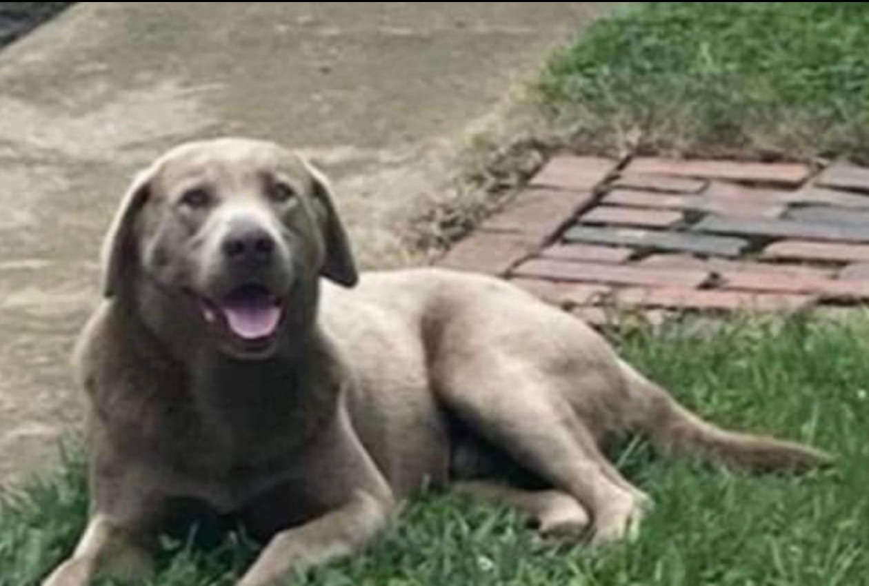Nami – Labrador Retriever puppy for sale in Sullivan, IL