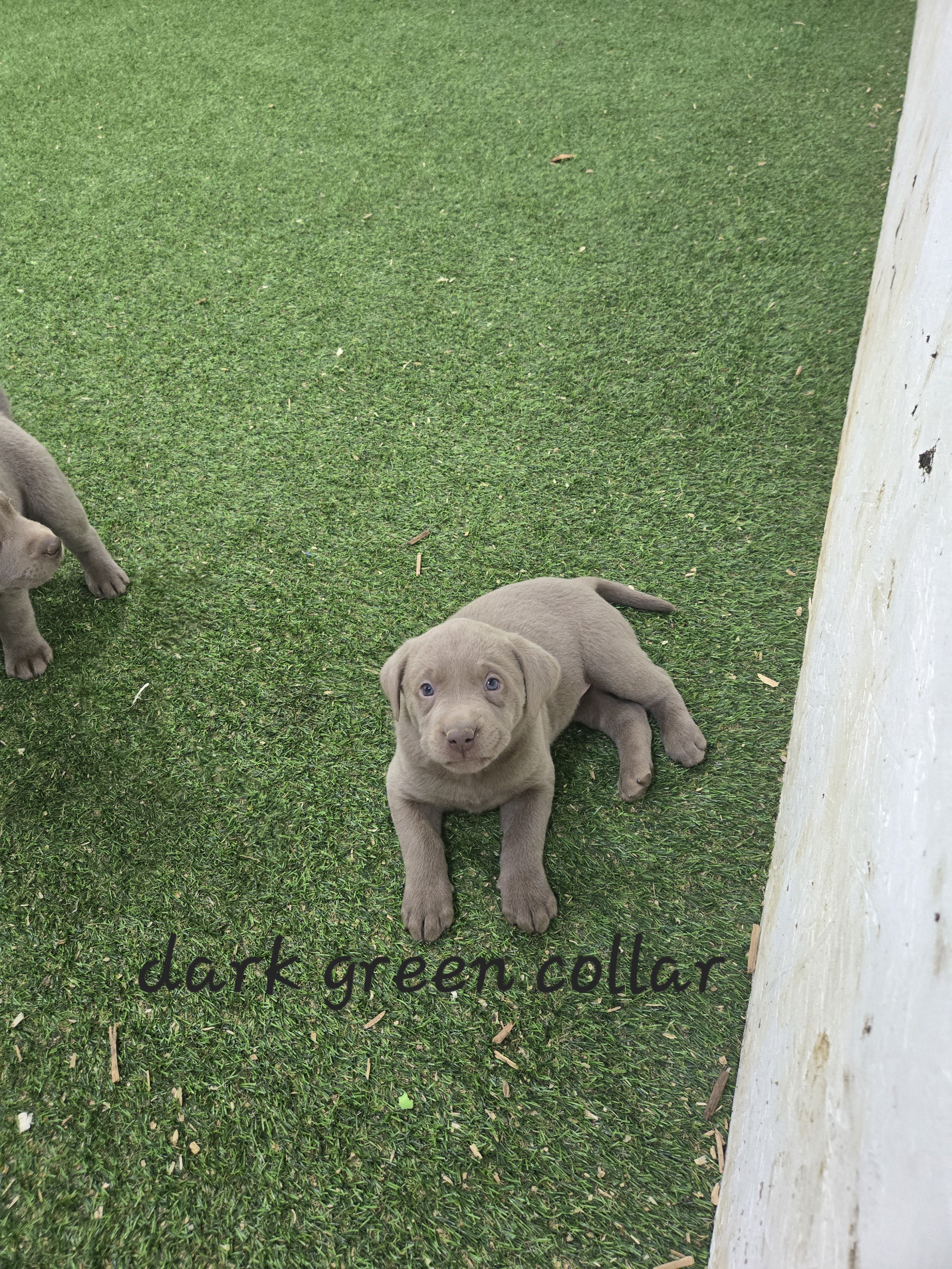 Baxter - dark green collar