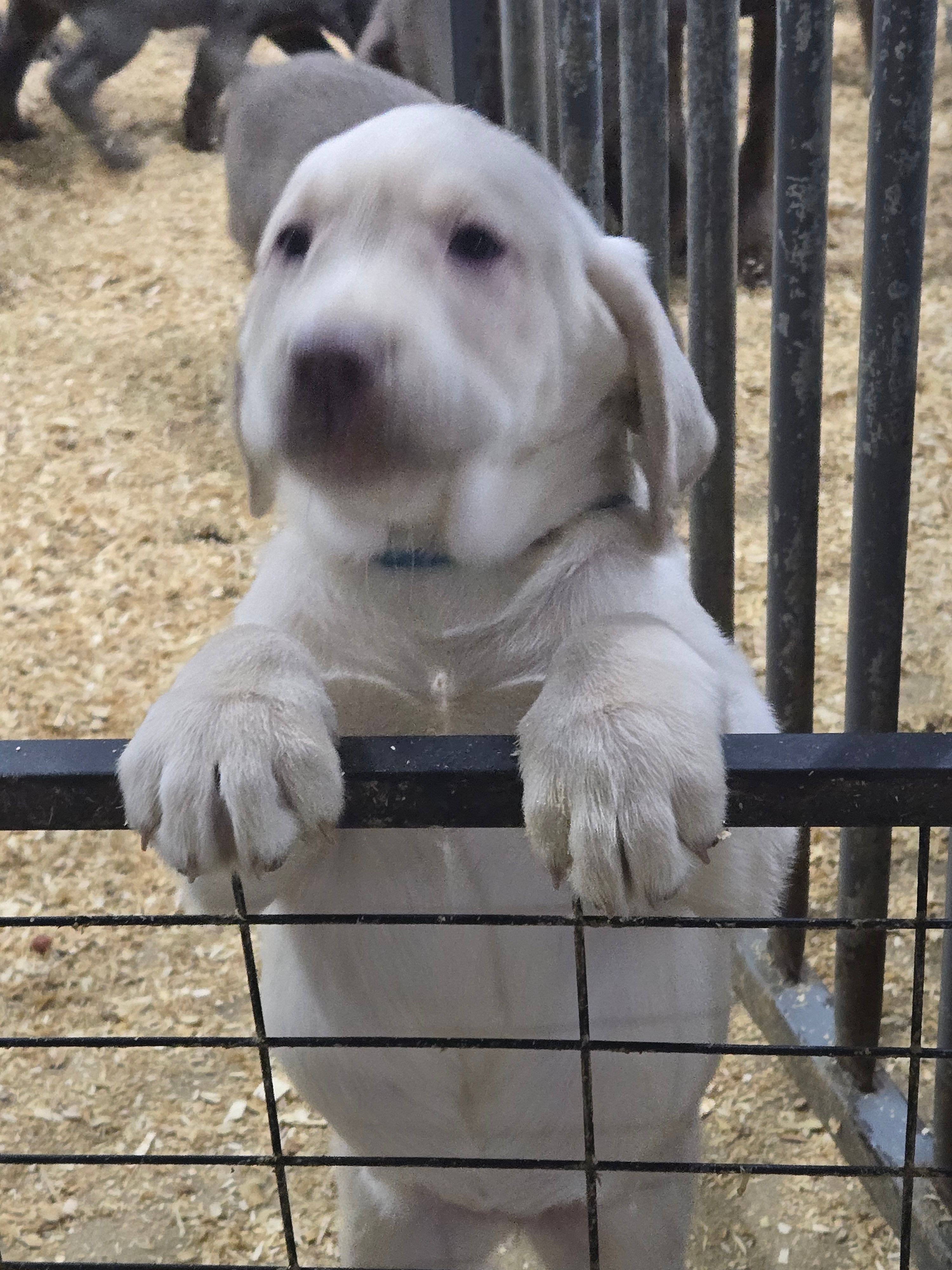 Bea – Labrador Retriever puppy for sale in Paxton, IL