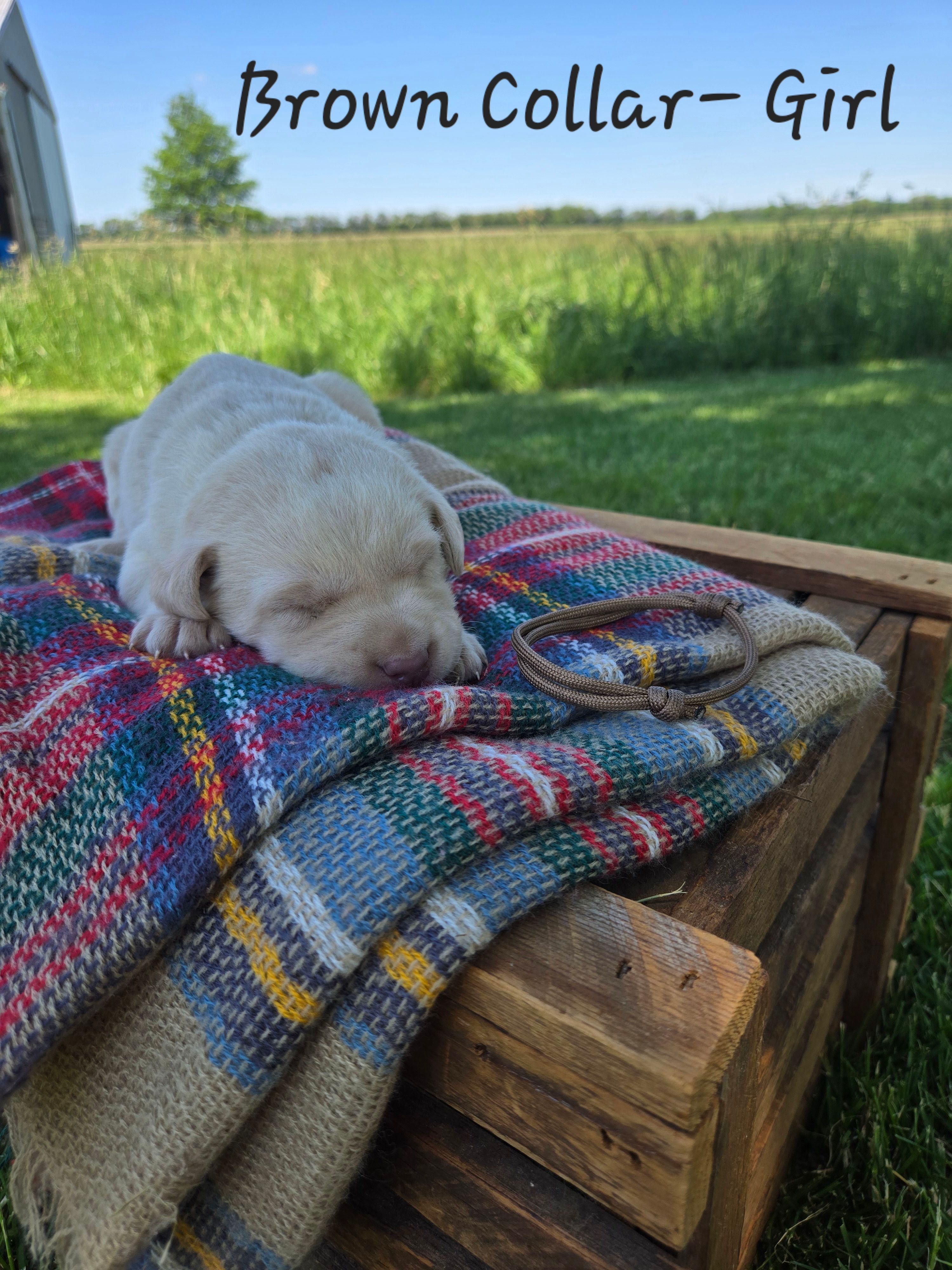 Sadie – Labrador Retriever puppy for sale in Paxton, IL