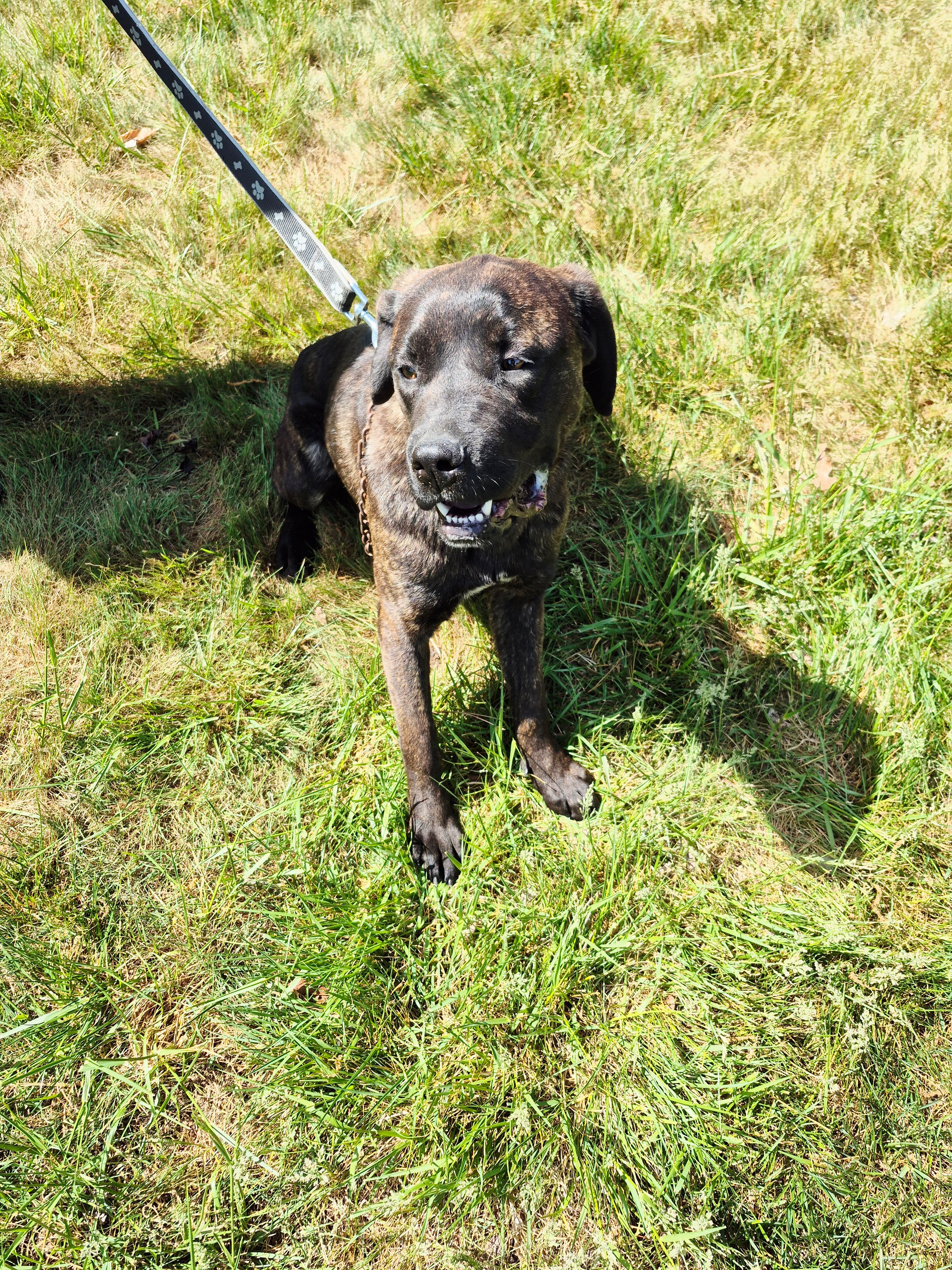 Camo collar female – Cane Corso puppy for sale in Ruther Glen, VA