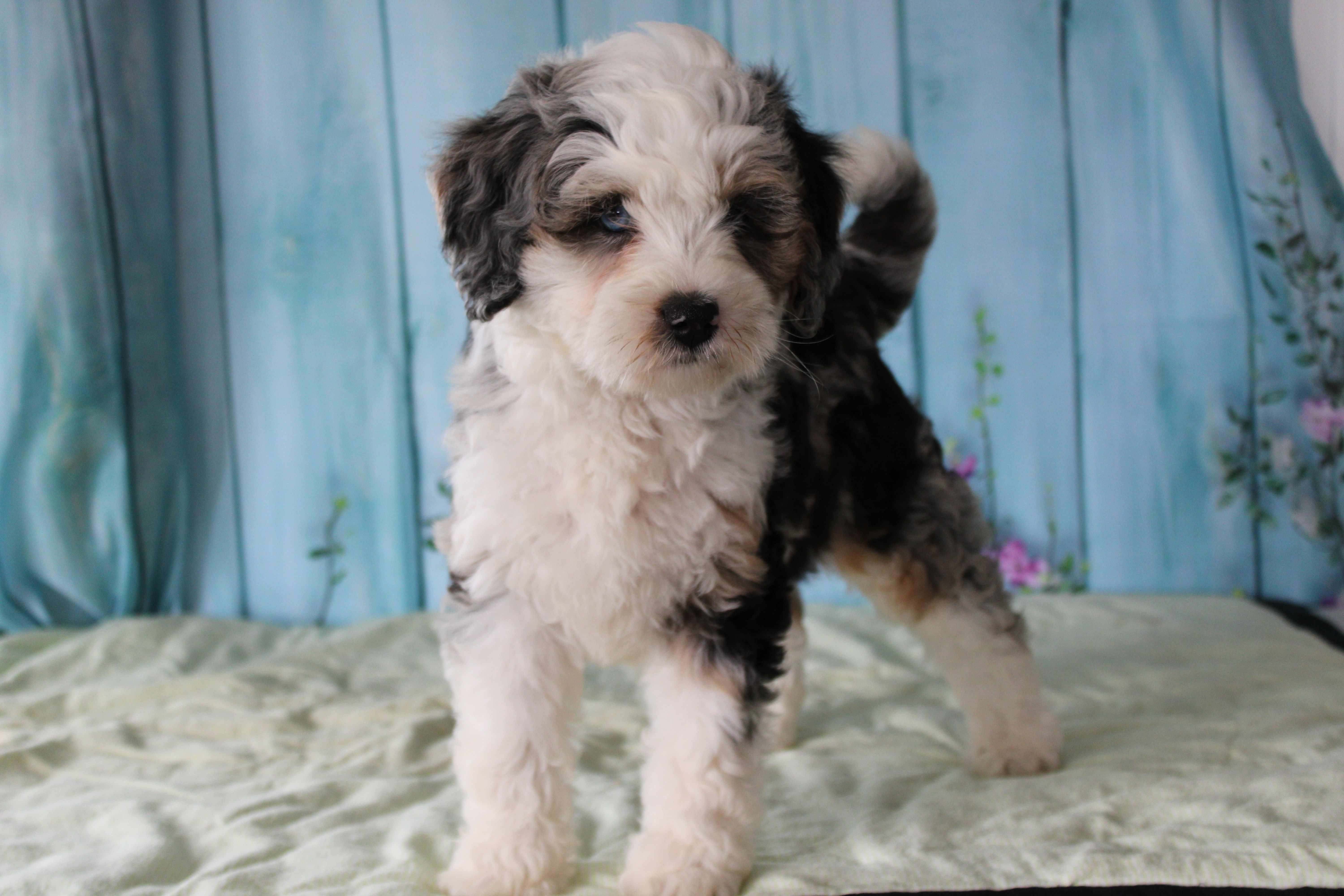 lacy  – Miniature Bernedoodle puppy for sale in Edon, OH