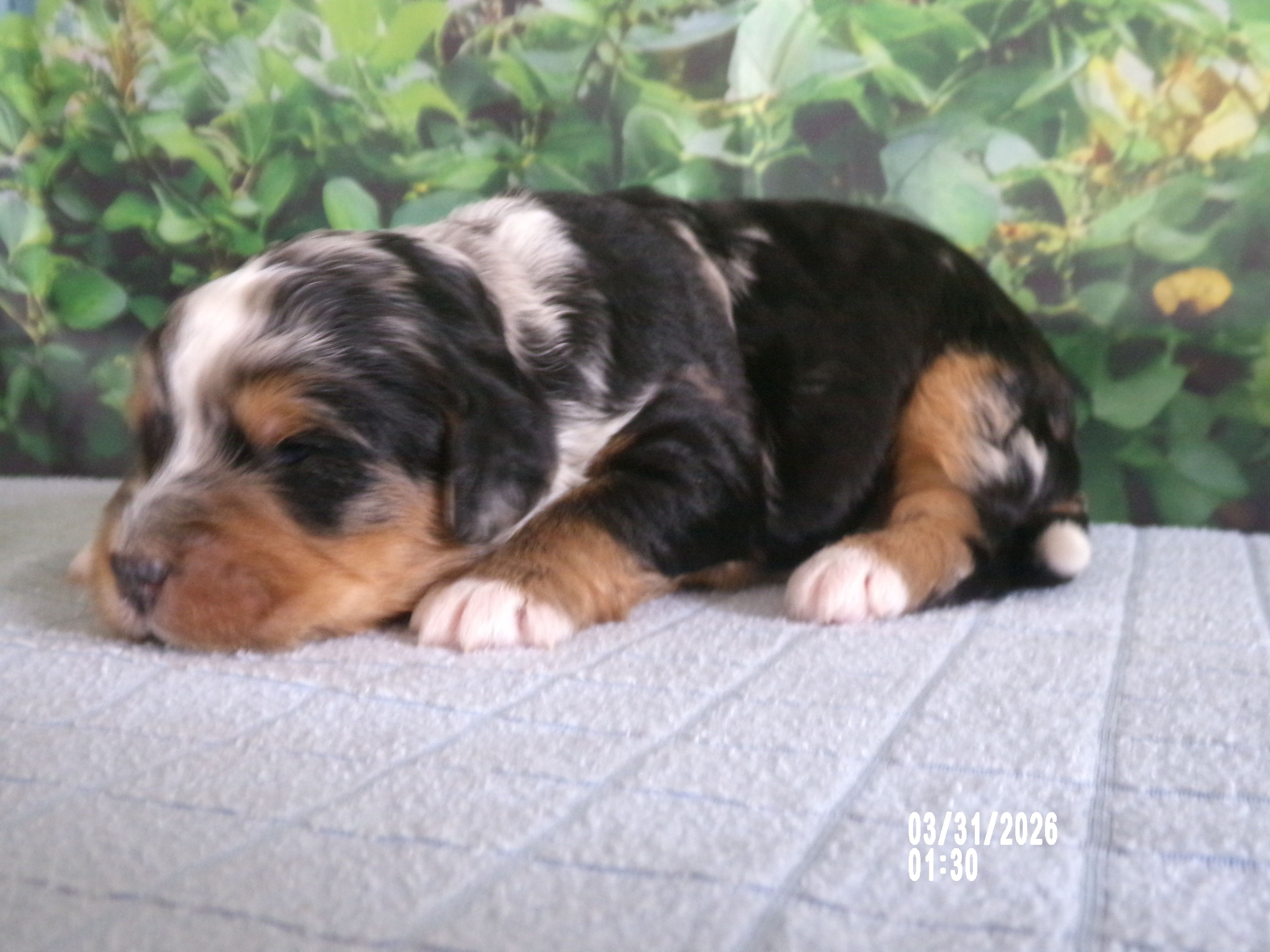 Macey – Miniature Bernedoodle puppy for sale in Edon, OH