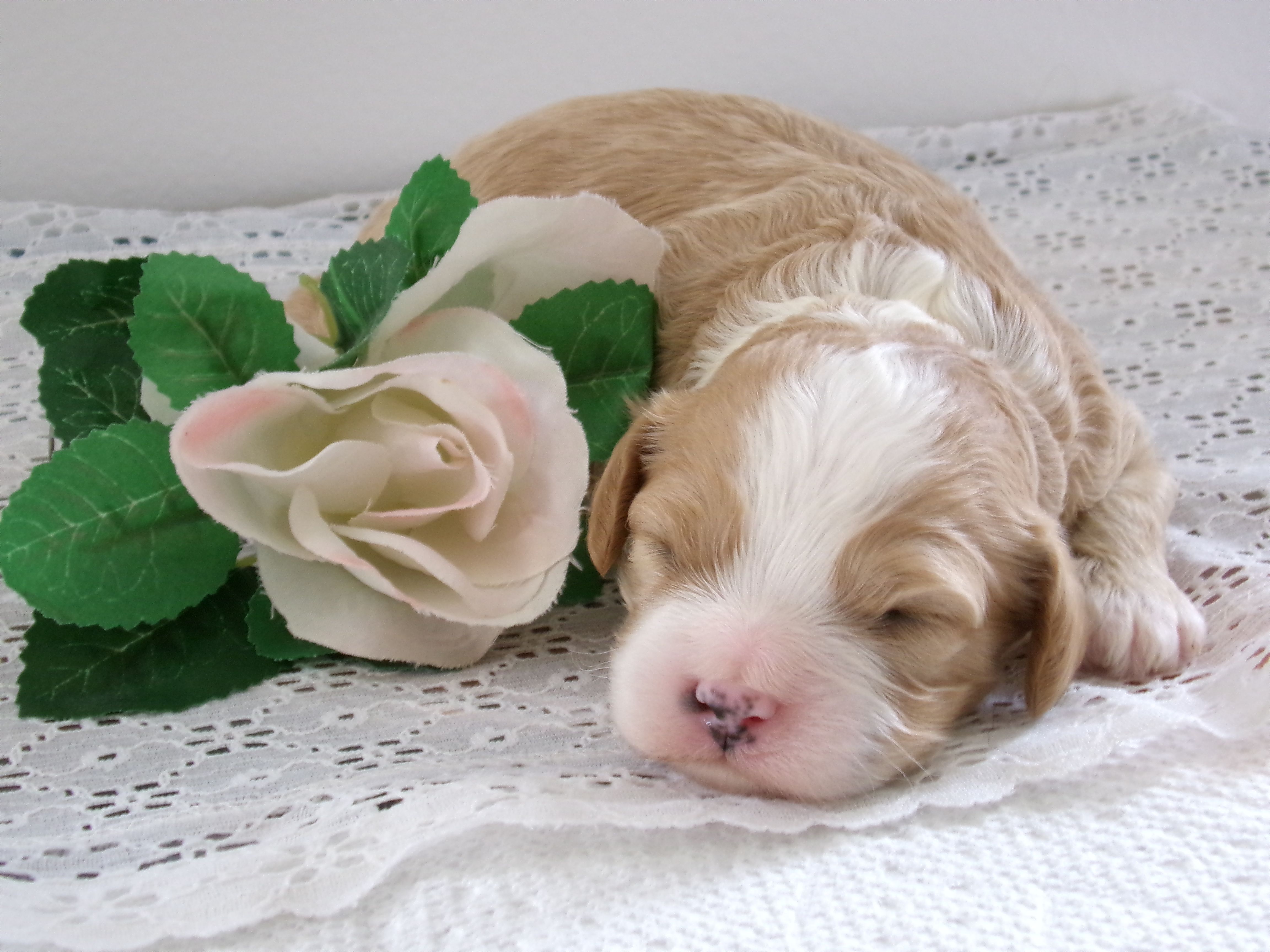 Zach – Cavapoo puppy for sale in Edon, OH