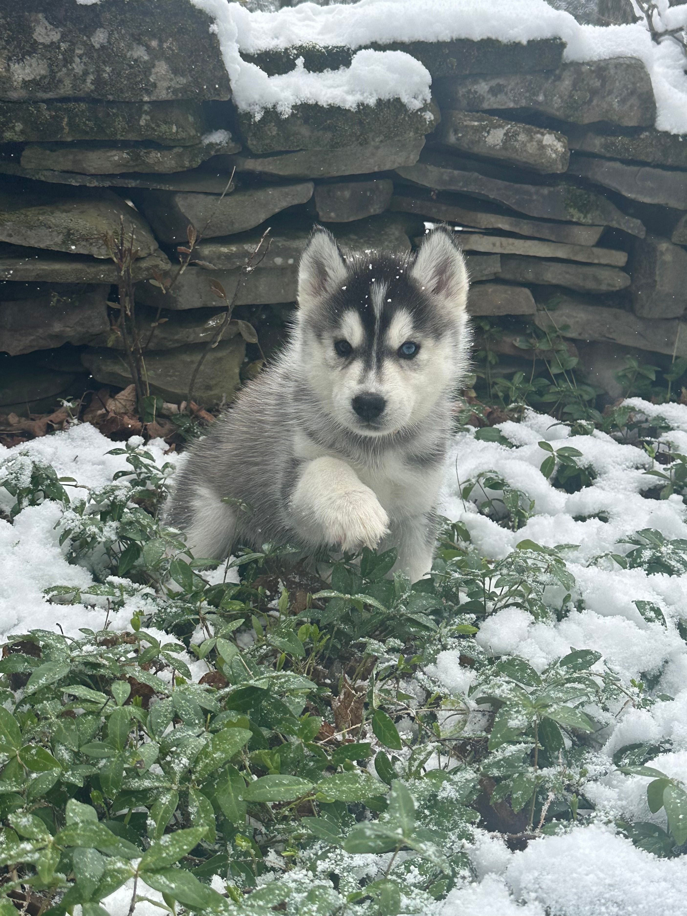 Peach – Siberian Husky puppy on hold in Prattsburgh, NY