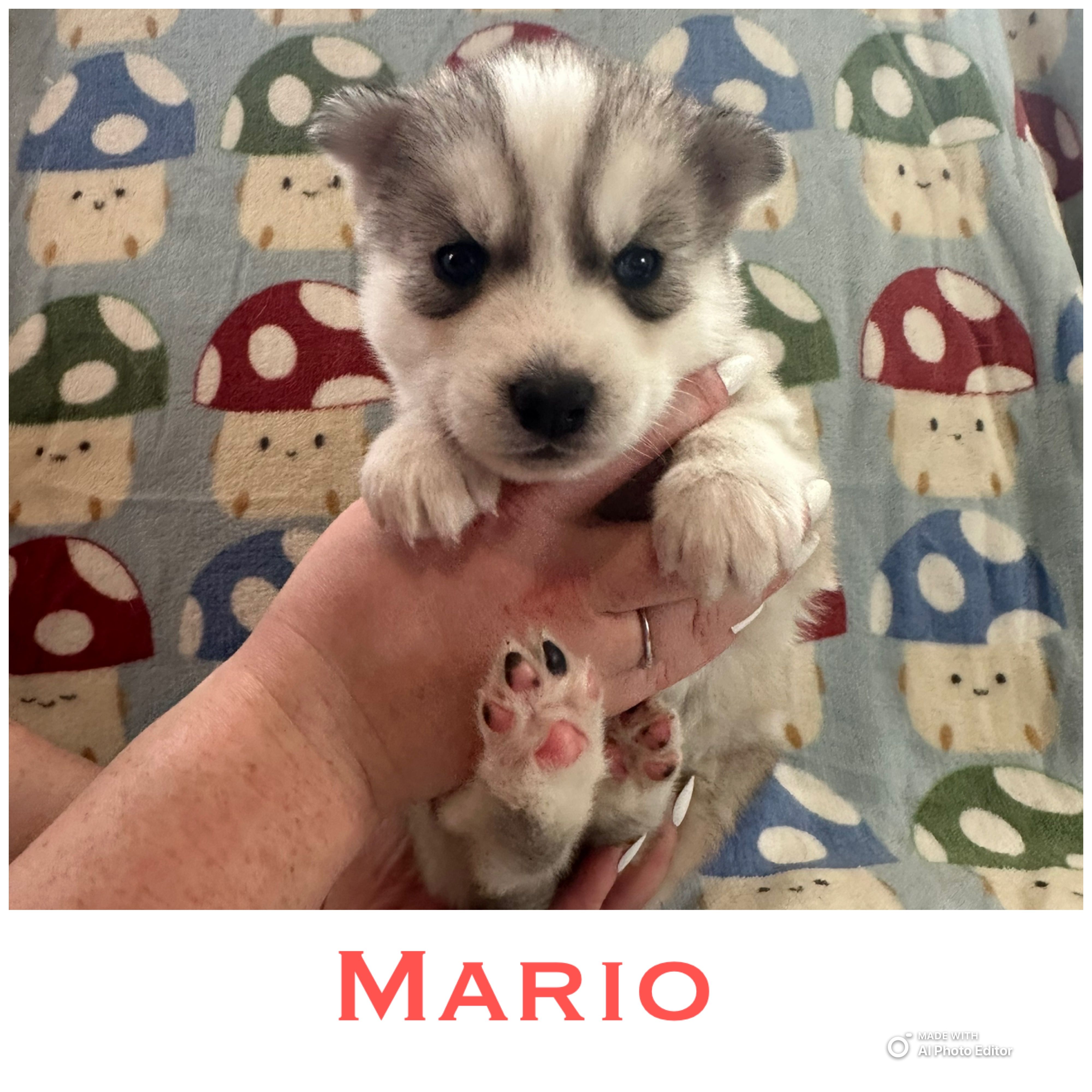 Mario – Siberian Husky puppy for sale in Prattsburgh, NY
