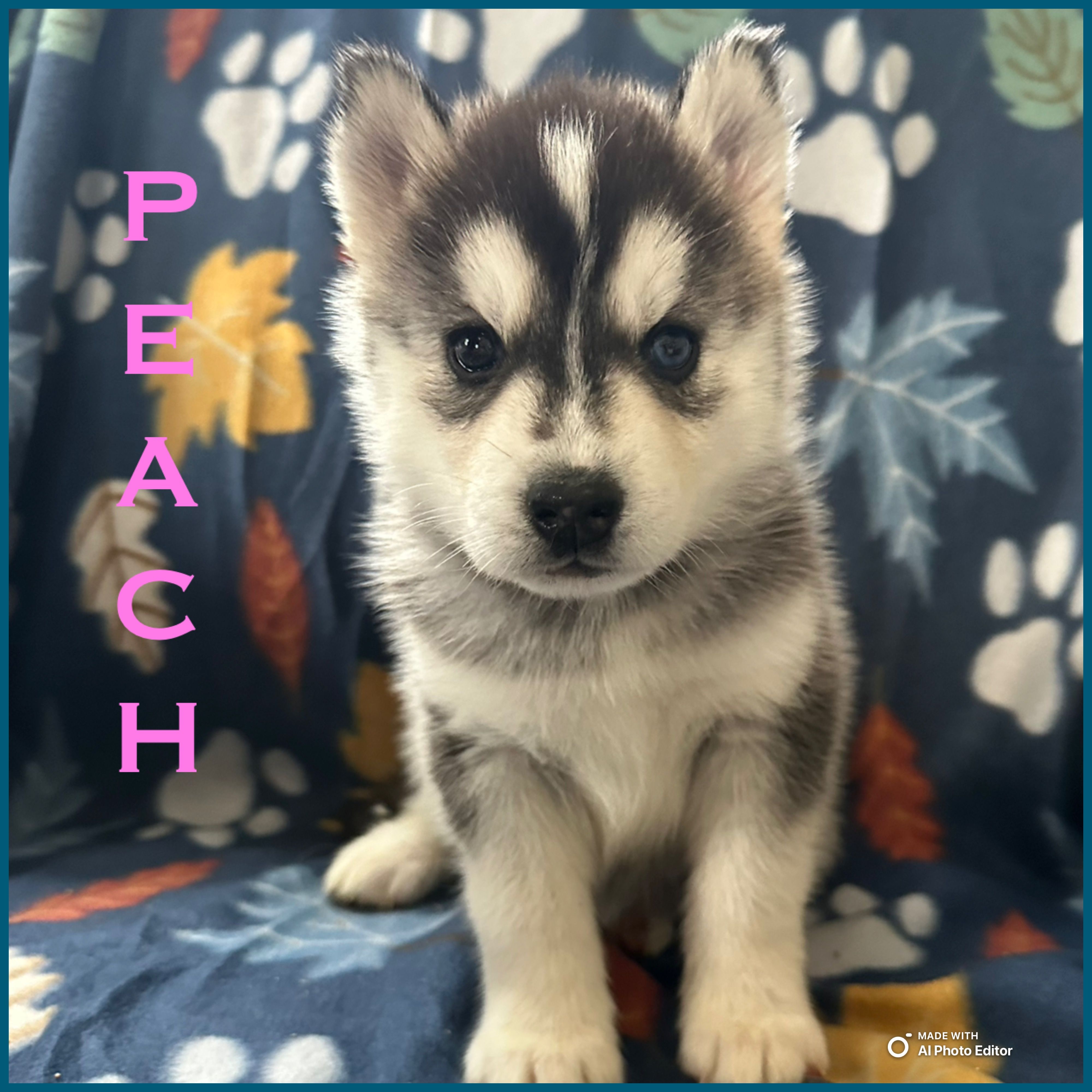 Peach – Siberian Husky puppy on hold in Prattsburgh, NY
