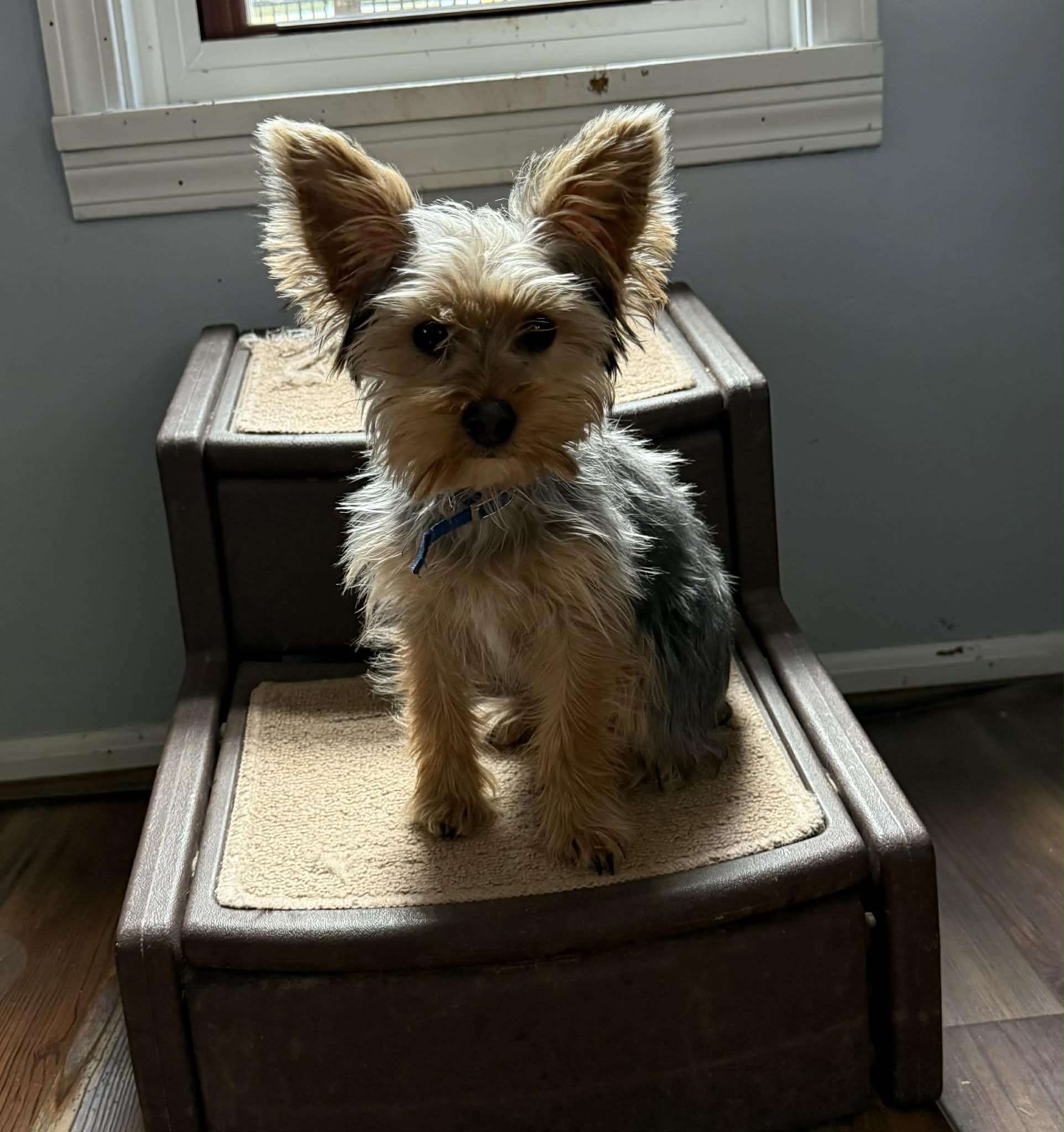 Chopper – Yorkshire Terrier puppy for sale in Roanoke, IN