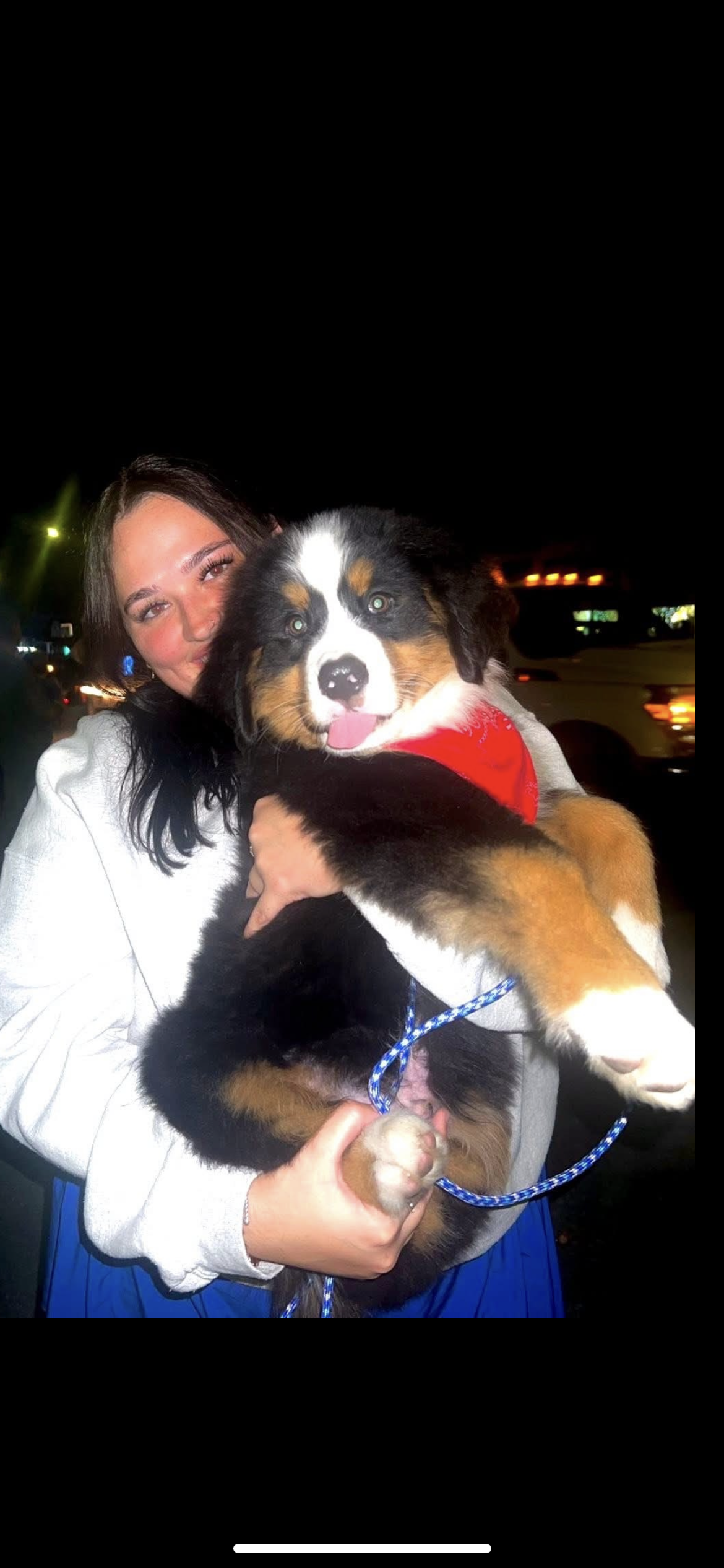 AKC Import Champion XL Pups! – Bernese Mountain Dog puppy for sale in Hendersonville, TN