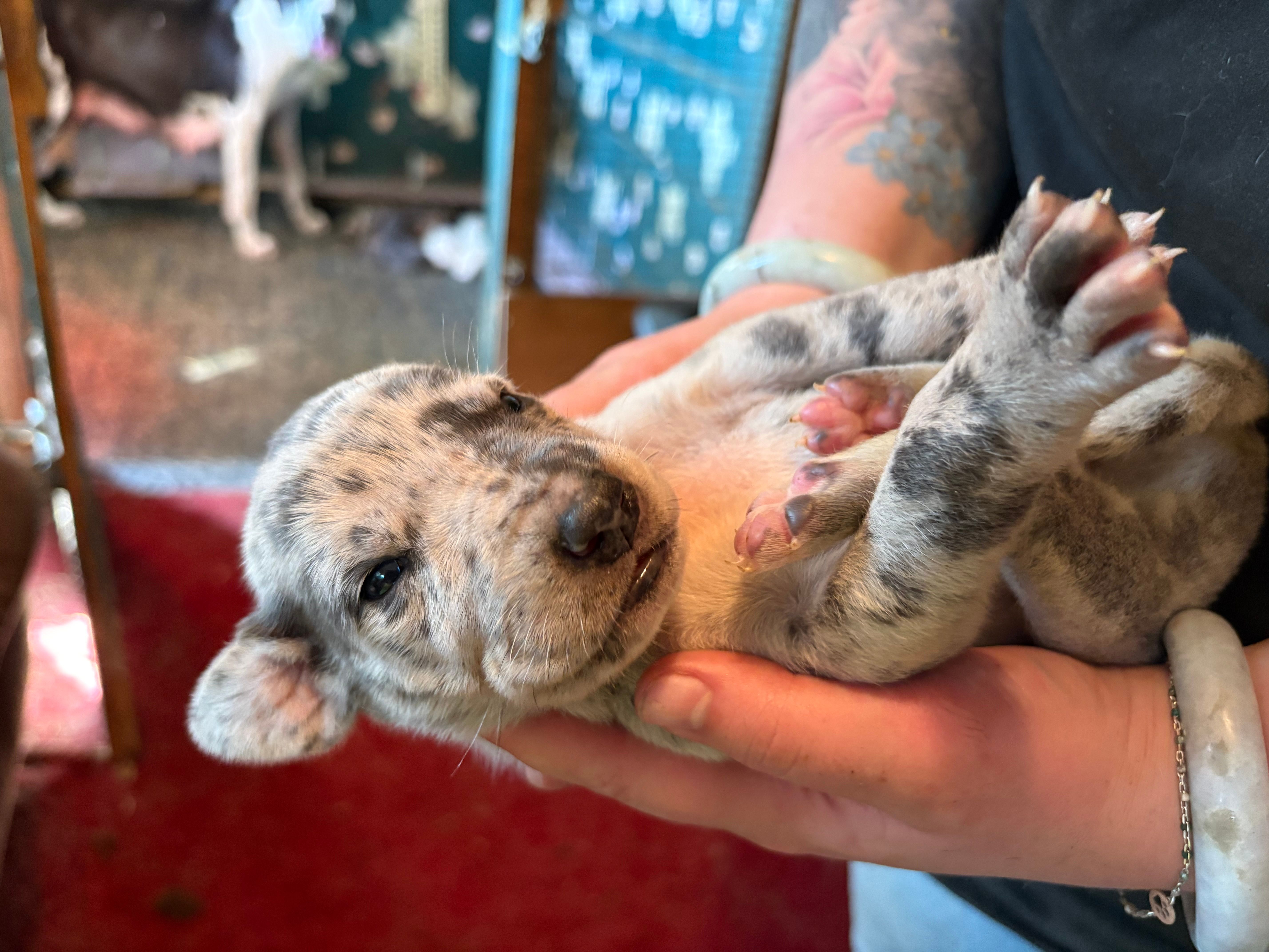 Perdita – Great Dane puppy for sale in Shelby, NC