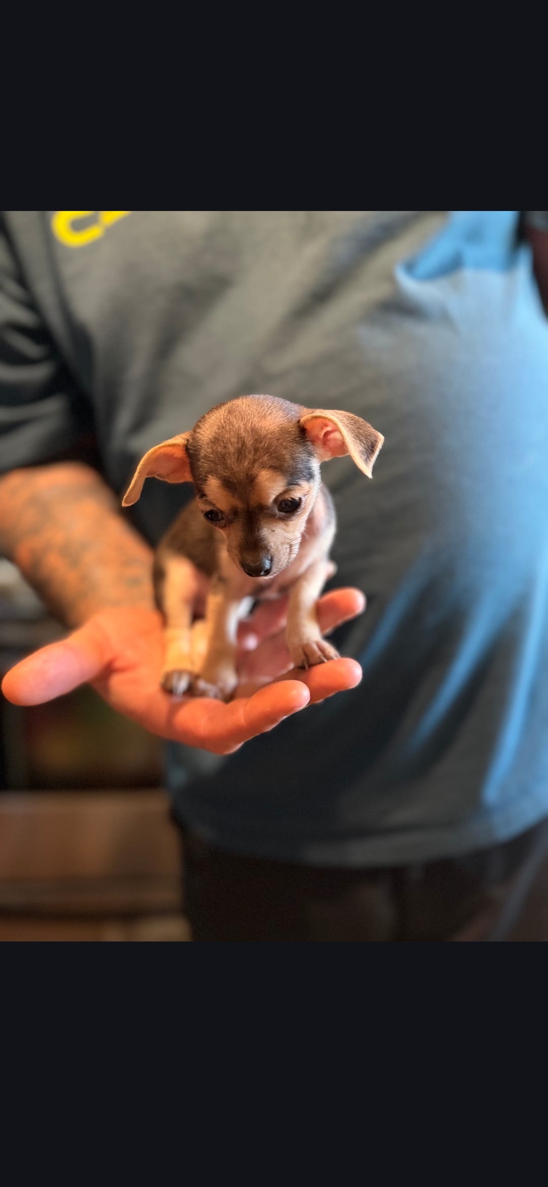 Tiny tim – Chihuahua puppy for sale in Charleston, SC