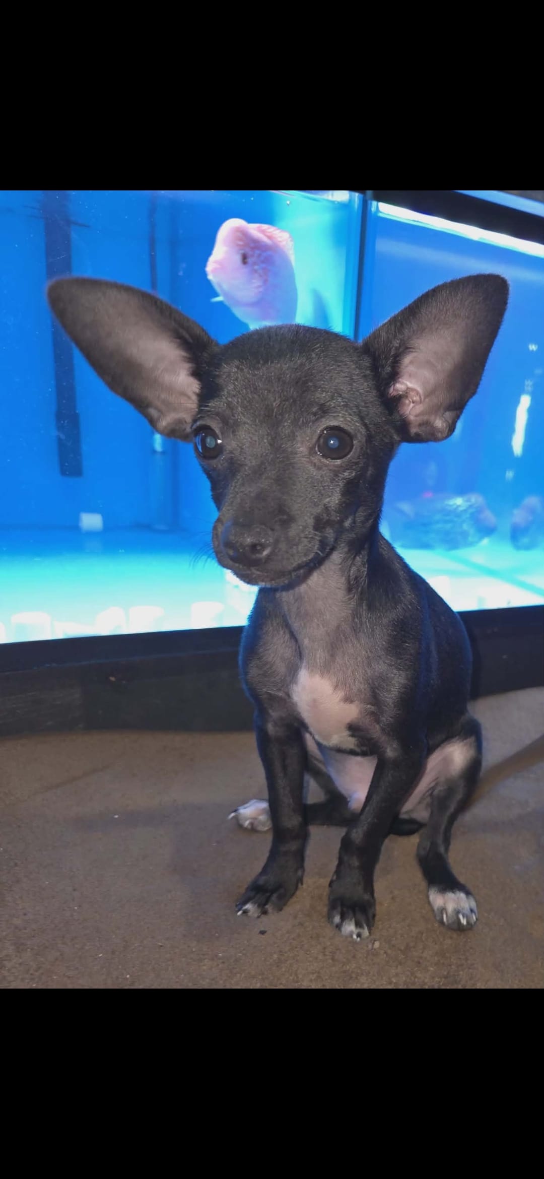 Marvin – Chihuahua puppy for sale in Charleston, SC