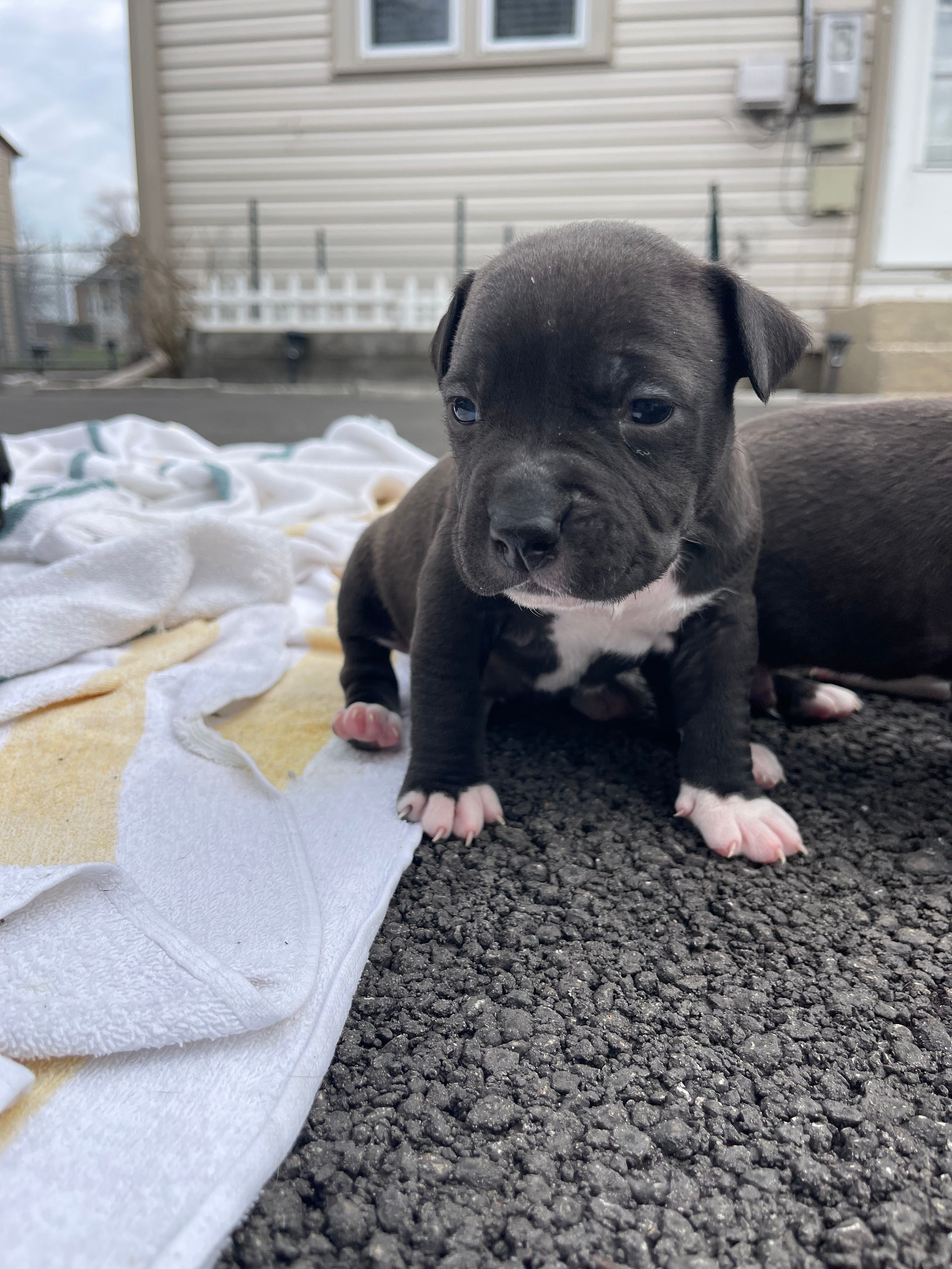 Midnight – American Staffordshire Terrier, American Pit Bull Terrier puppy for sale in Chicago, IL