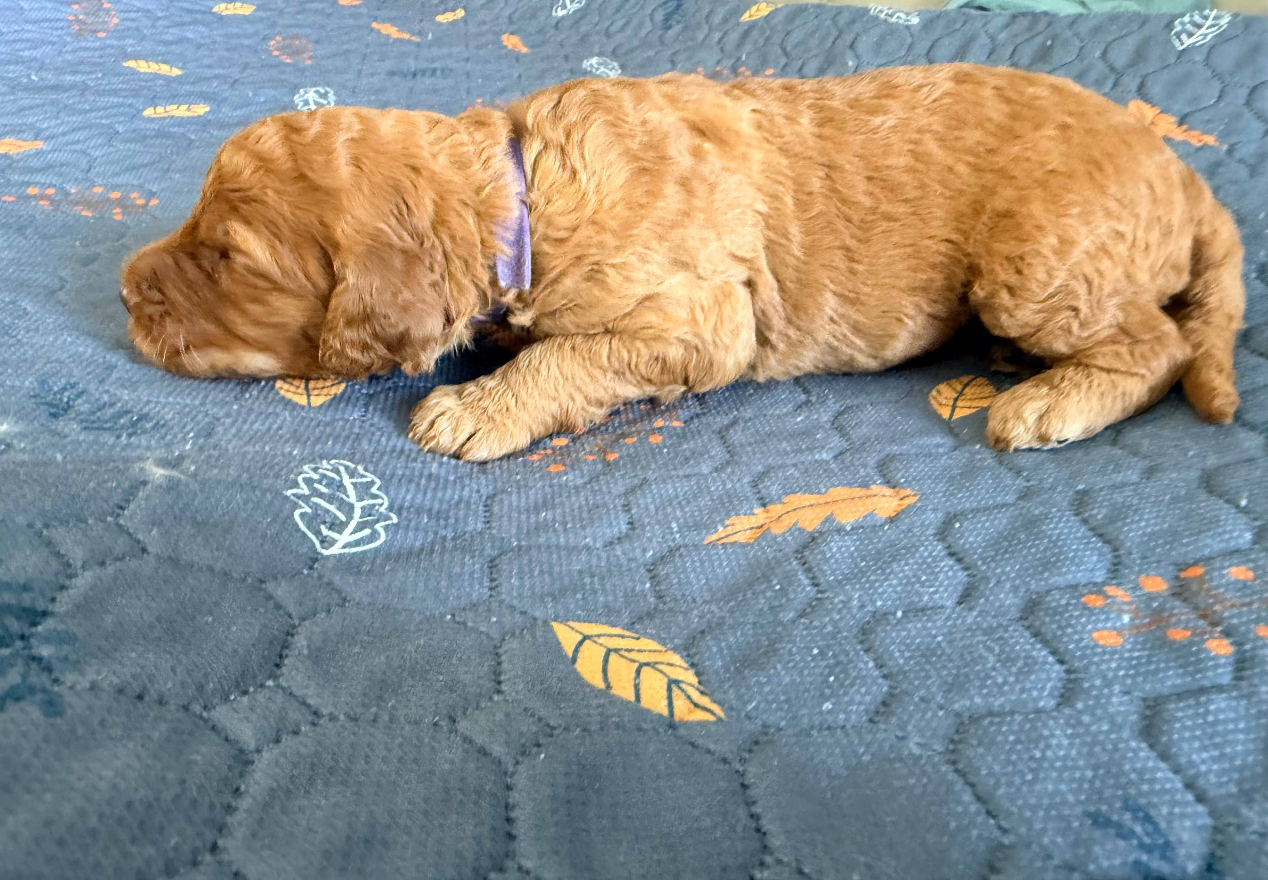 Purple Collar Medium Standard Goldendoodle  – Goldendoodle, Poodle - Standard  puppy for sale in West Palm Beach, FL