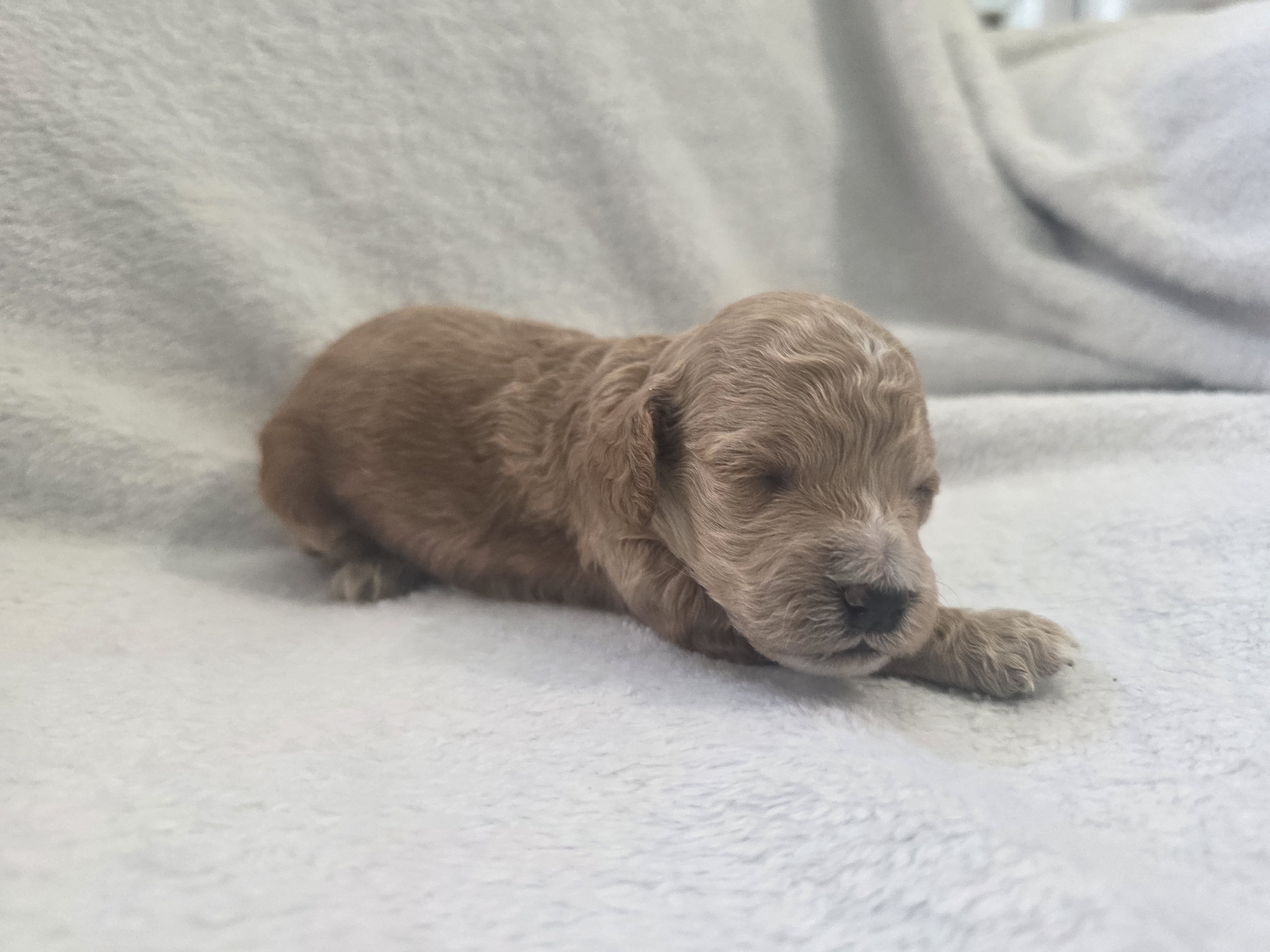 Peanut – Cockapoo puppy for sale in Folsom, CA