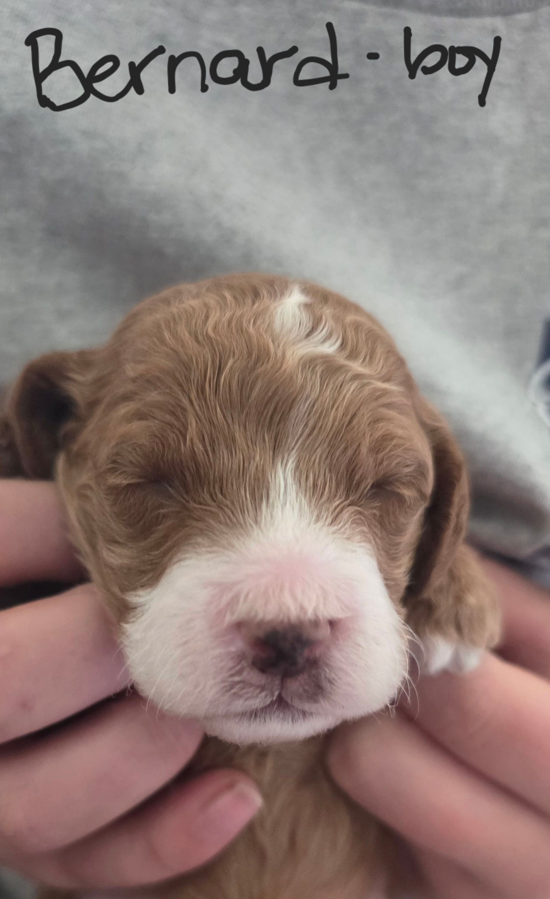 Bernard – Cockapoo puppy for sale in Folsom, CA