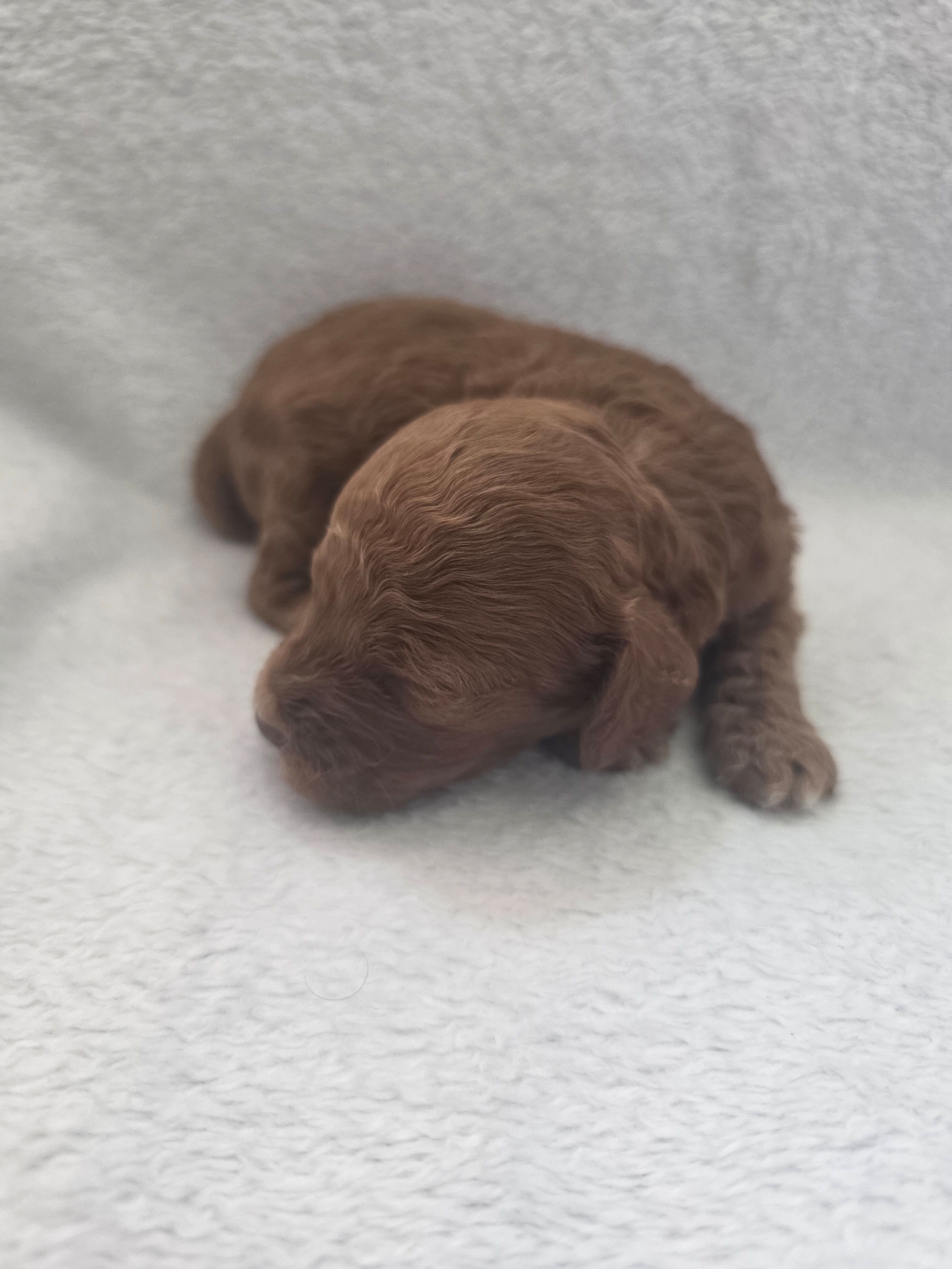 Brownie – Cockapoo puppy for sale in Folsom, CA