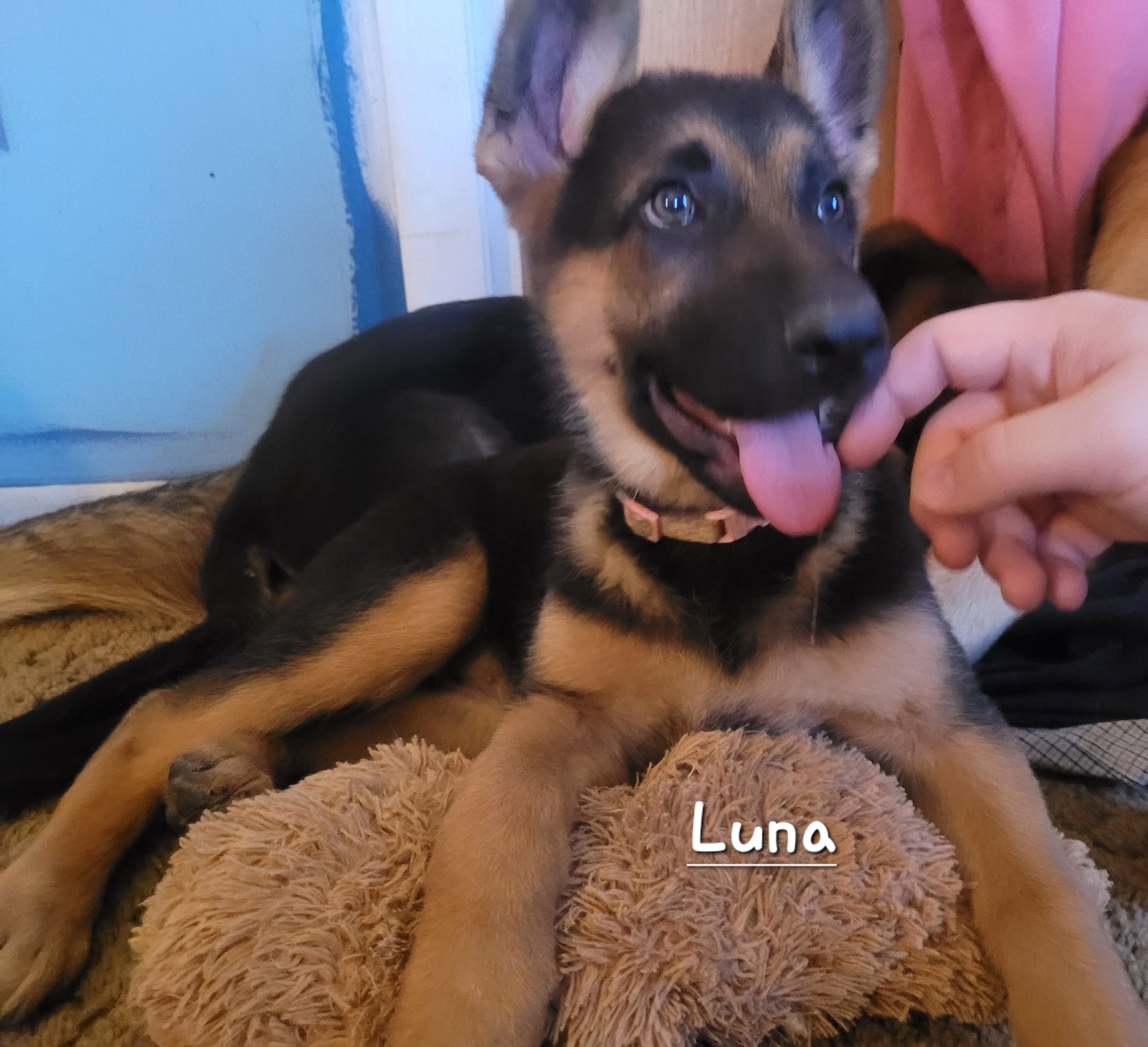 Luna – German Shepherd Dog puppy for sale in Valparaiso, IN