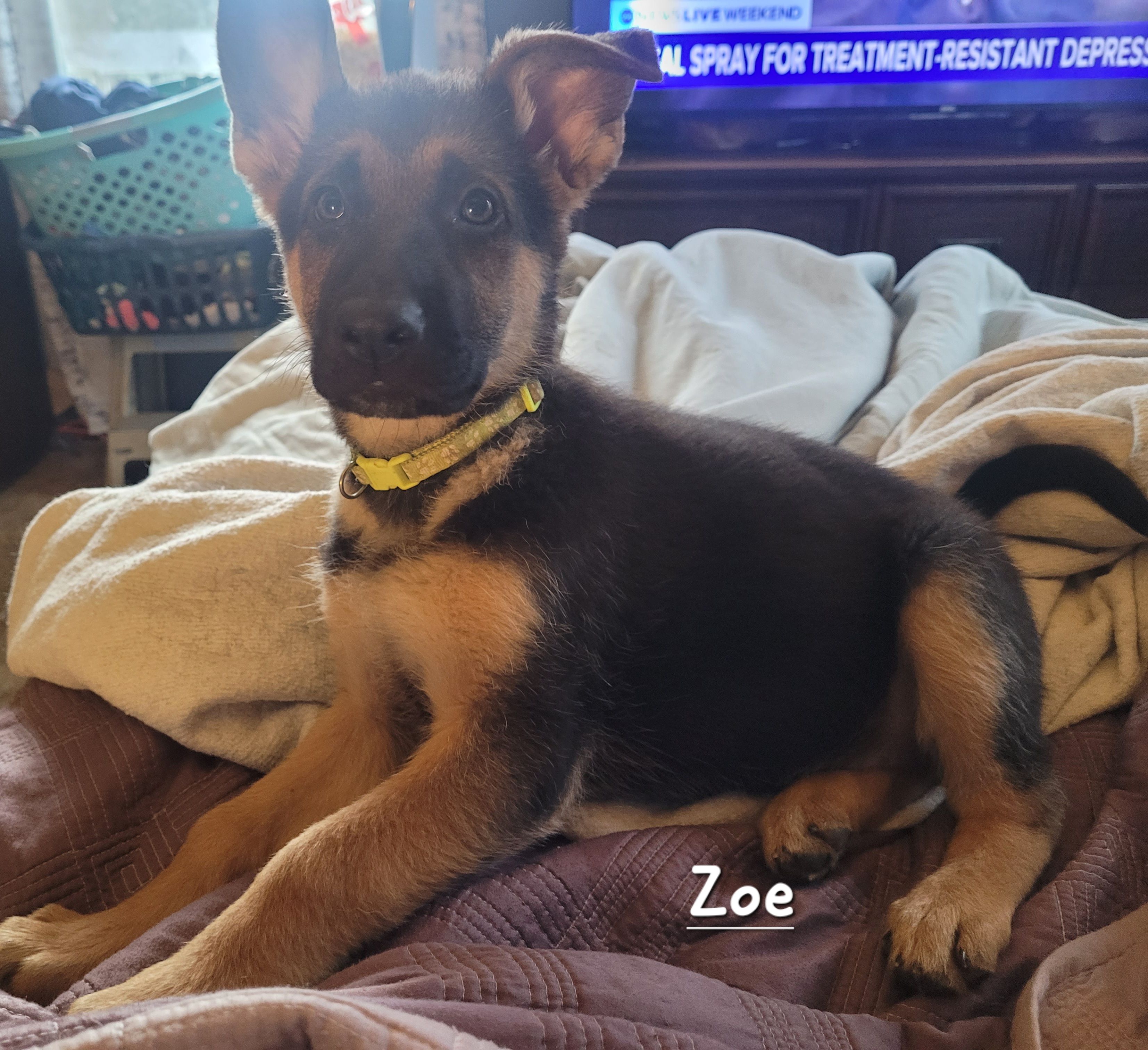 Zoe – German Shepherd Dog puppy for sale in Valparaiso, IN