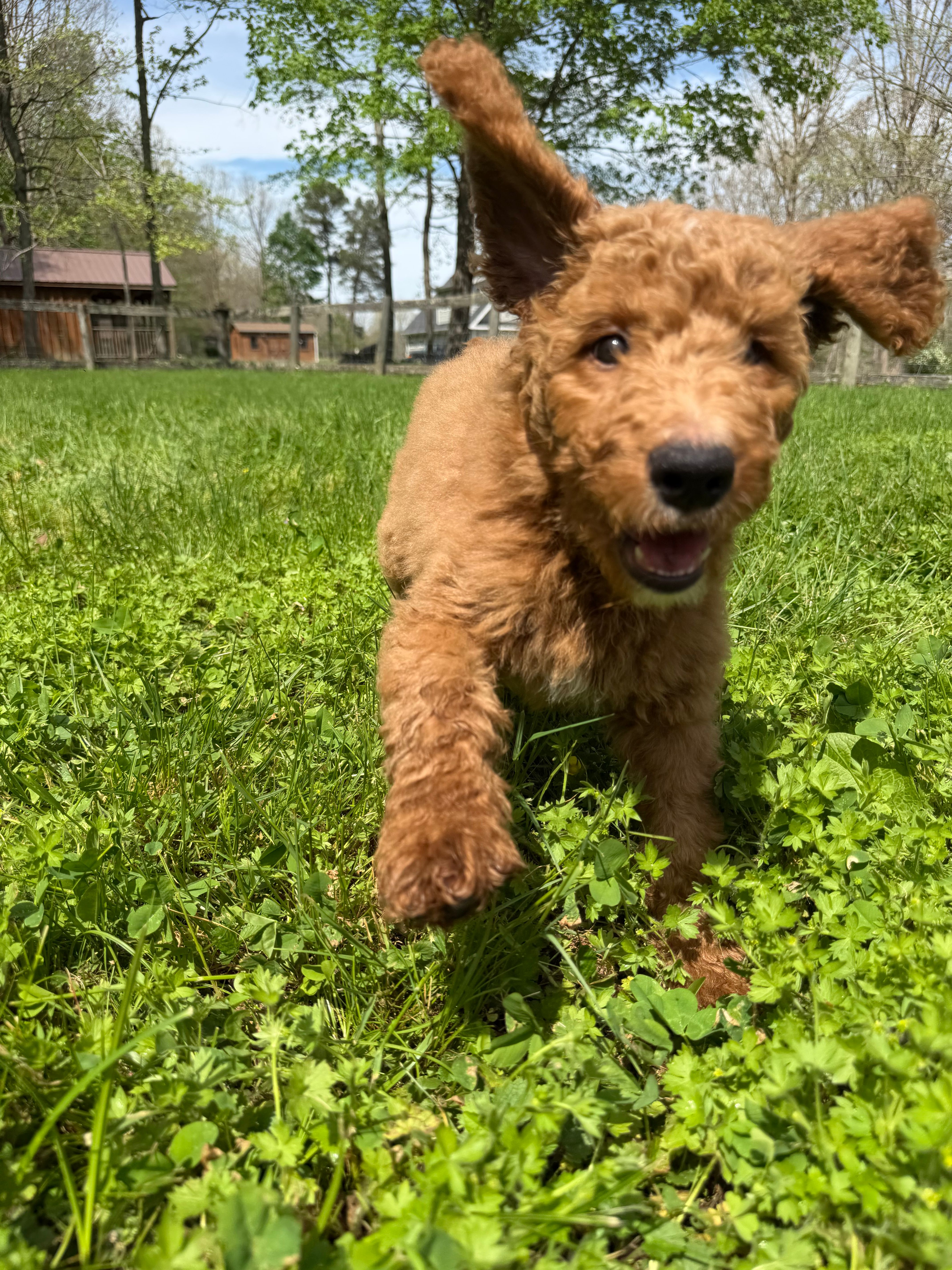 Prince – Goldendoodle puppy for sale in Morehead, KY