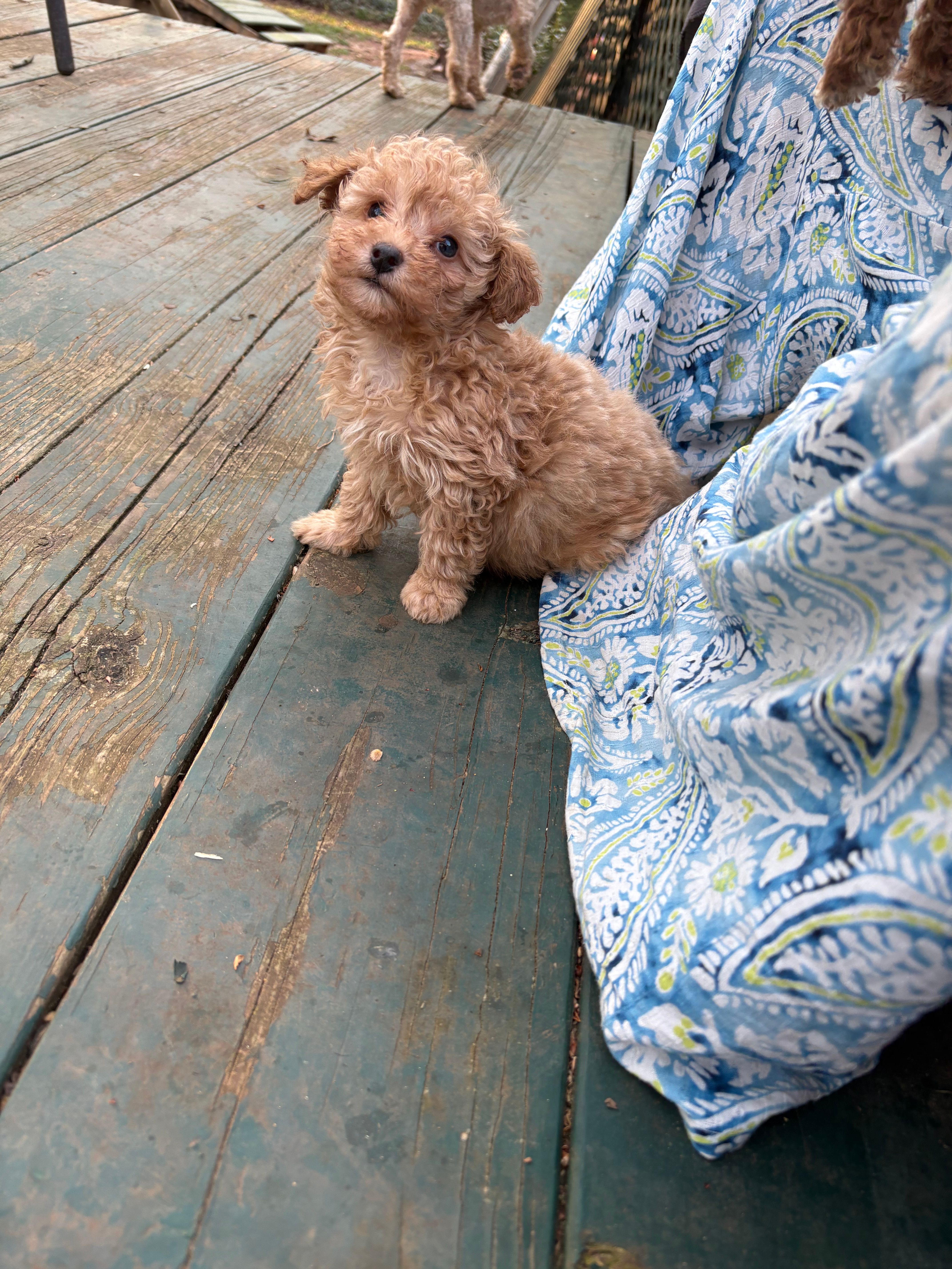 Wish – Poodle - Toy  puppy for sale in Scottsdale, AZ