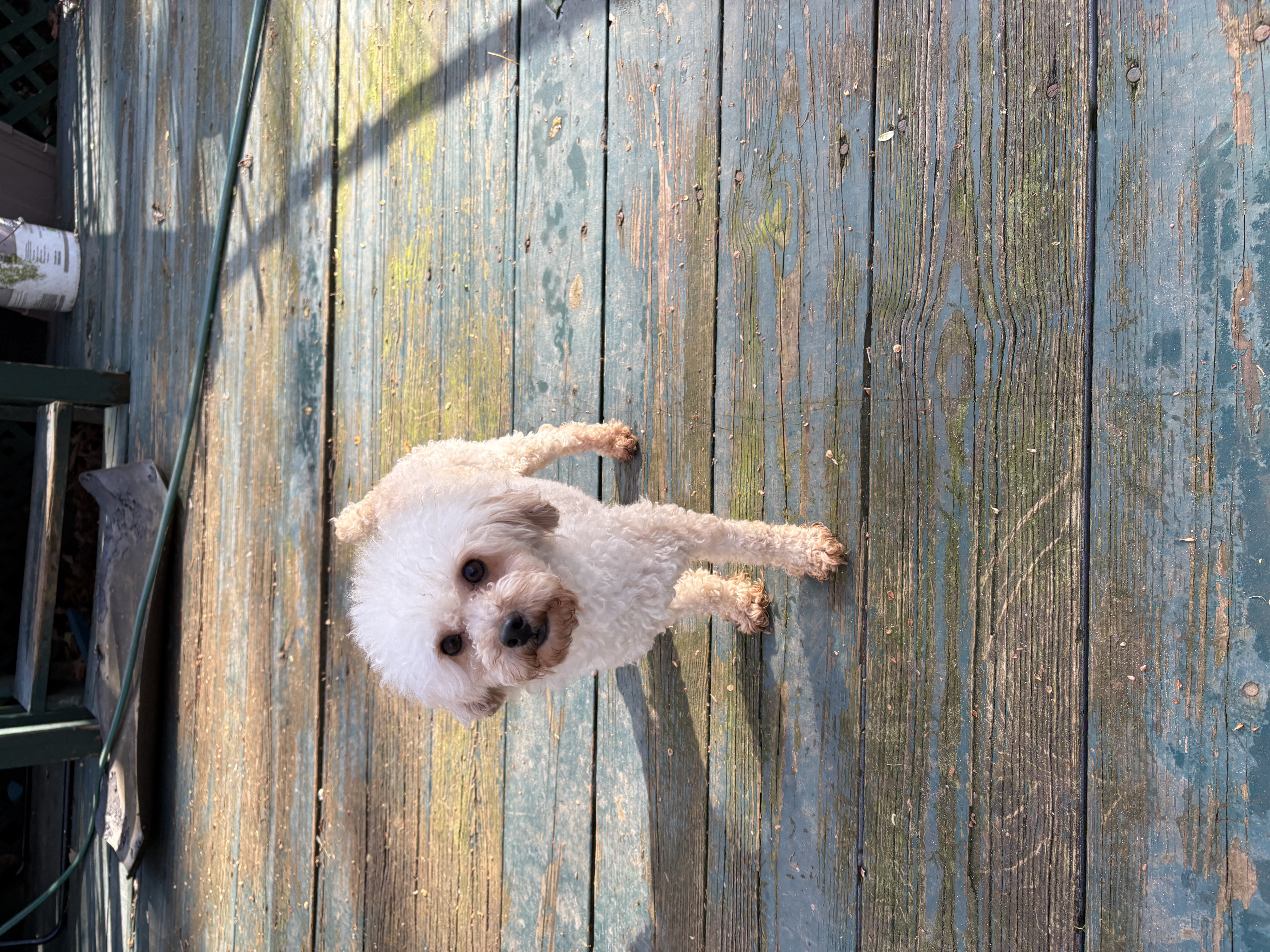 Beignet – Poodle - Toy  puppy for sale in Scottsdale, AZ