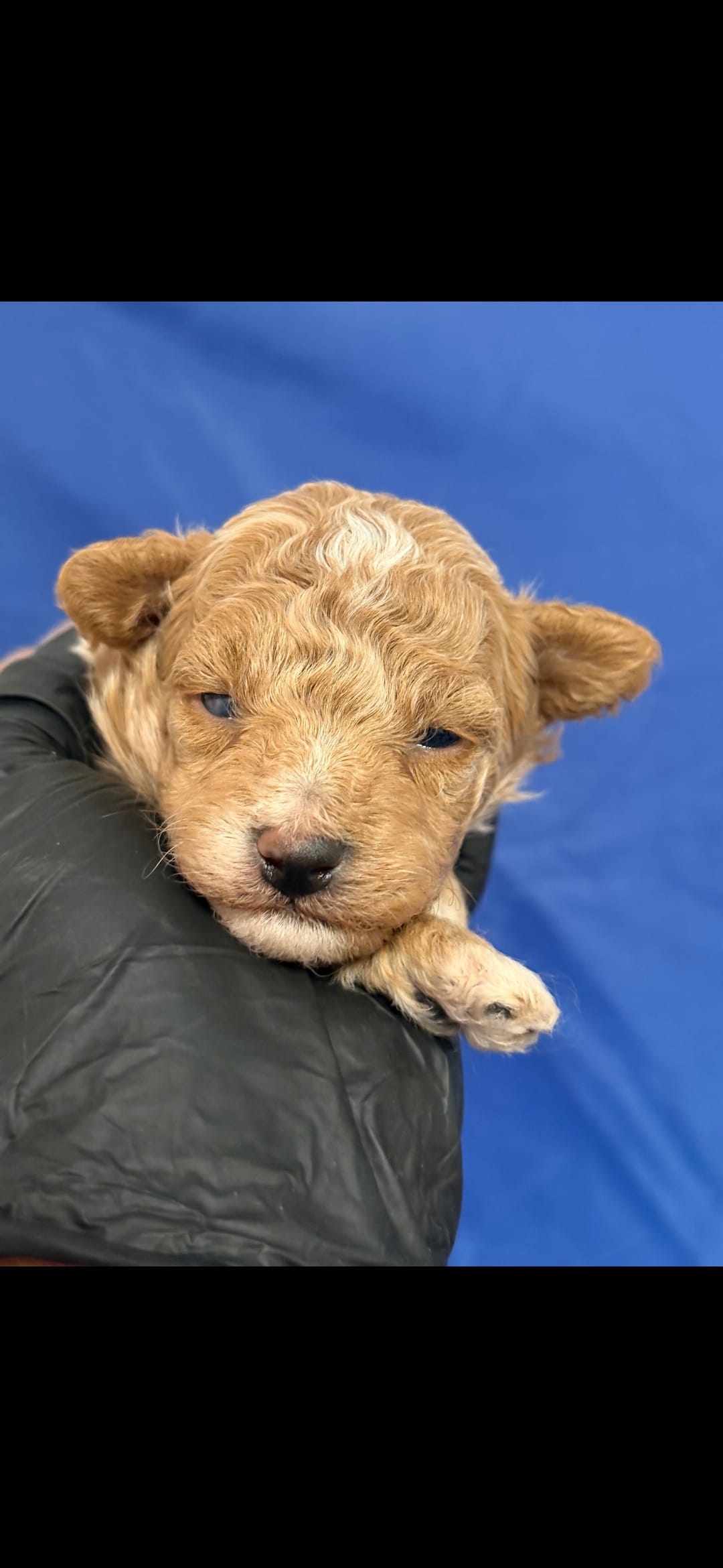 Valentina – Poodle - Toy  puppy for sale in Scottsdale, AZ